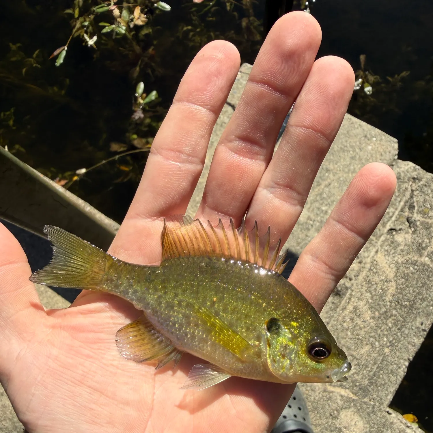 Bluegill caught on Fishbrain