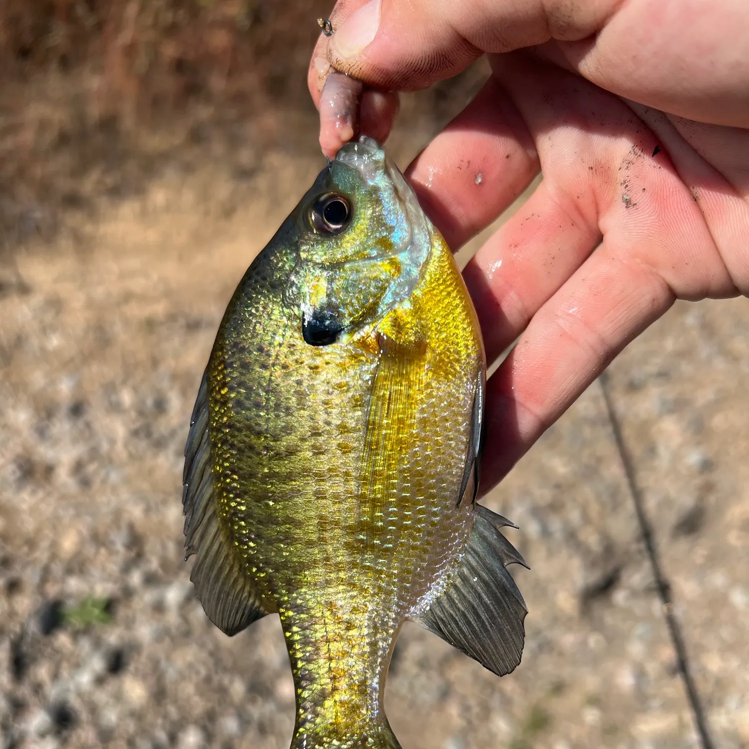 Bluegill caught on Fishbrain