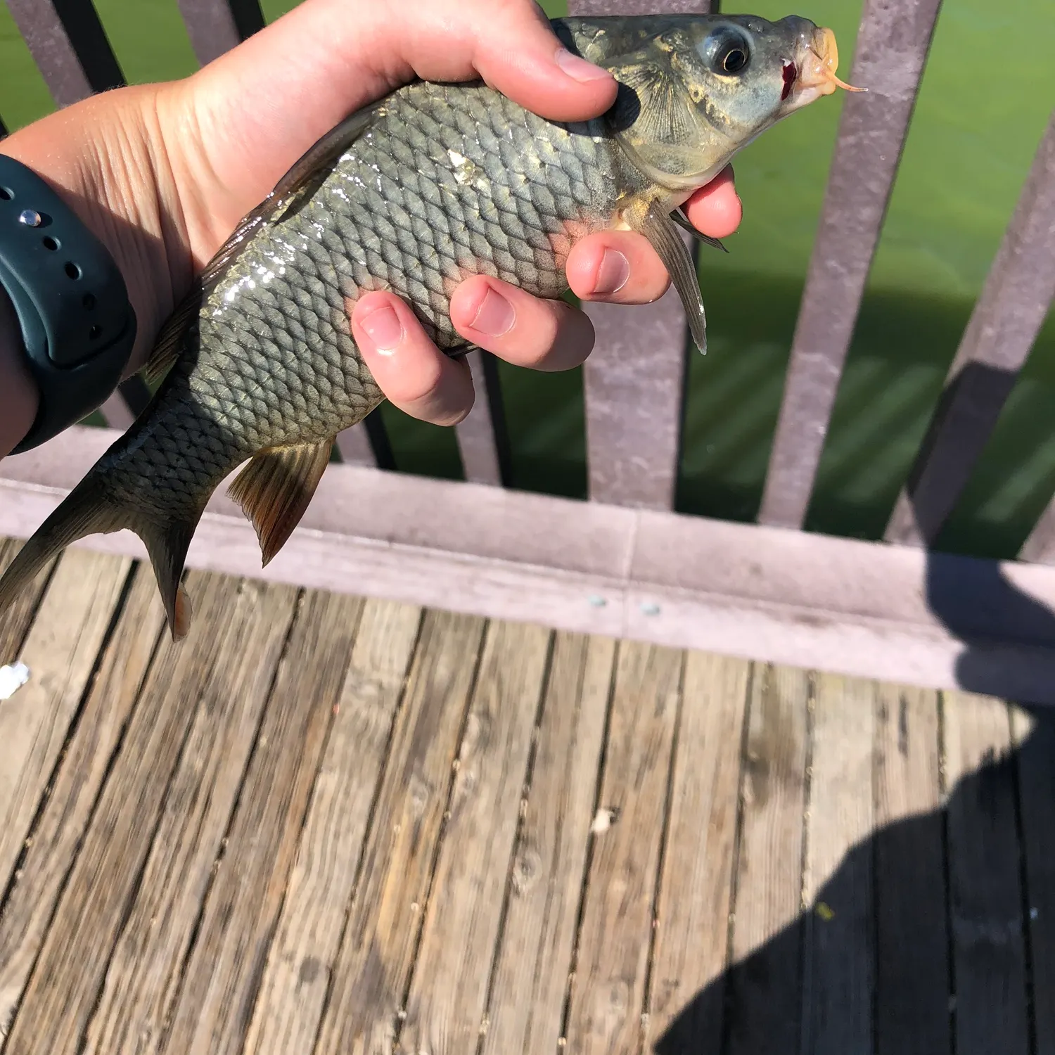 catch