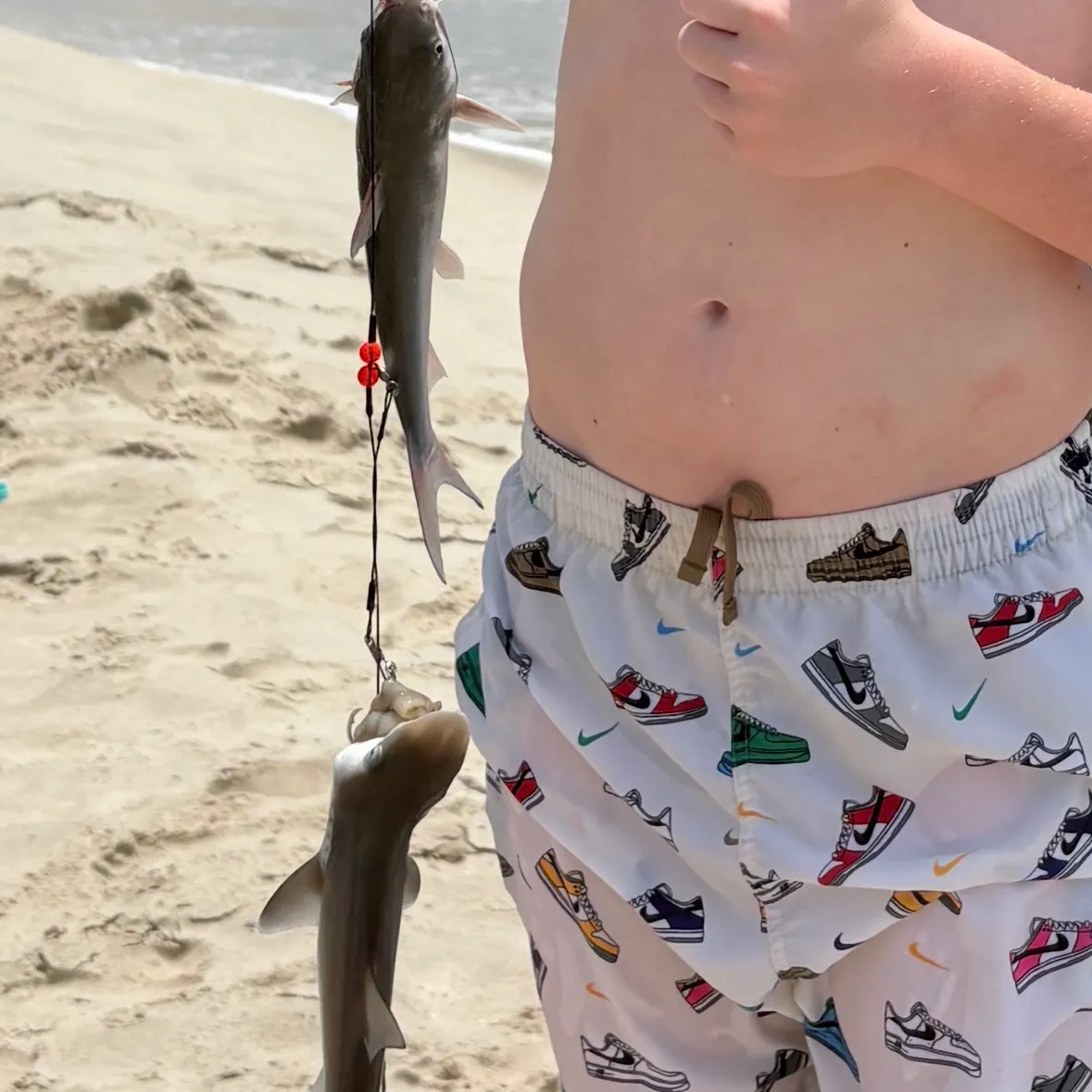 The most recent Blacktip shark catches on Fishbrain