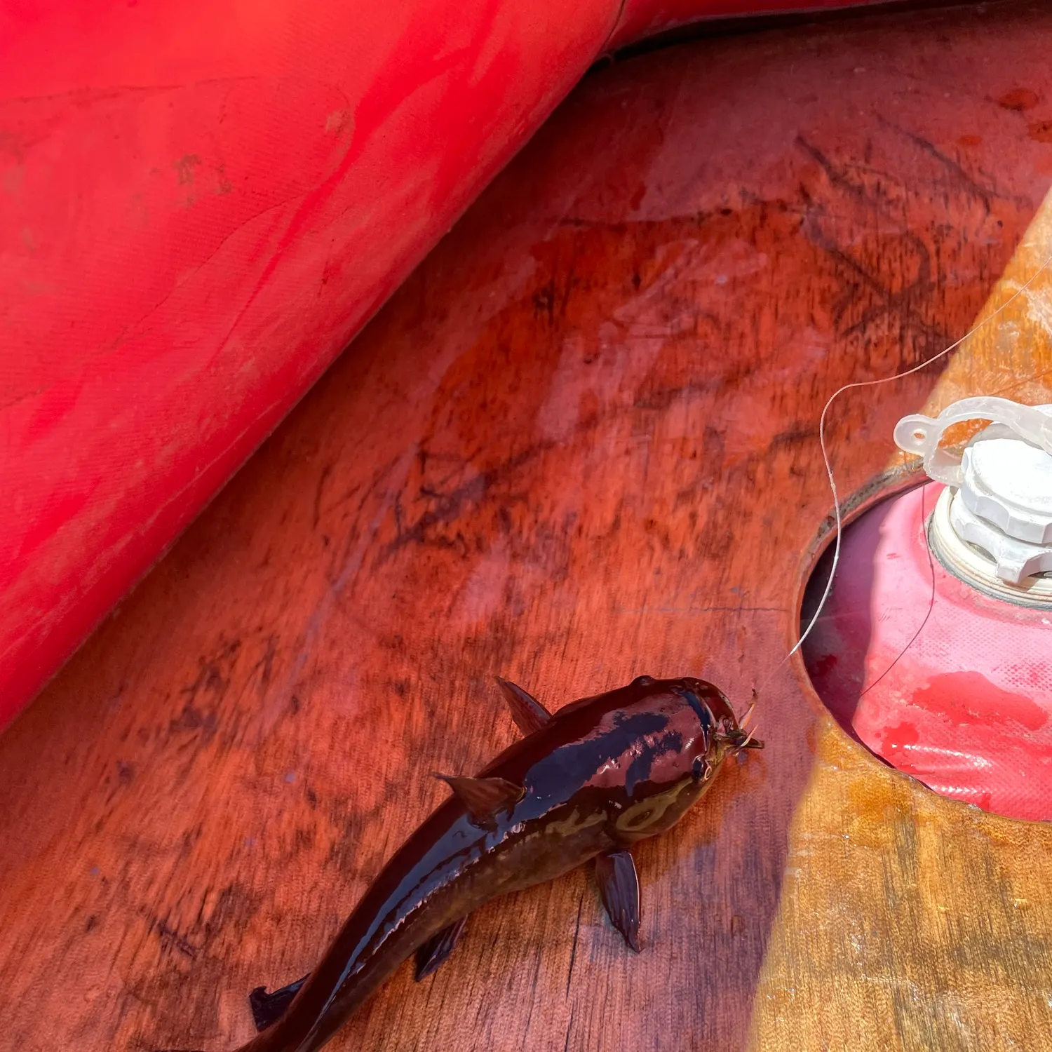 Channel catfish caught on Fishbrain