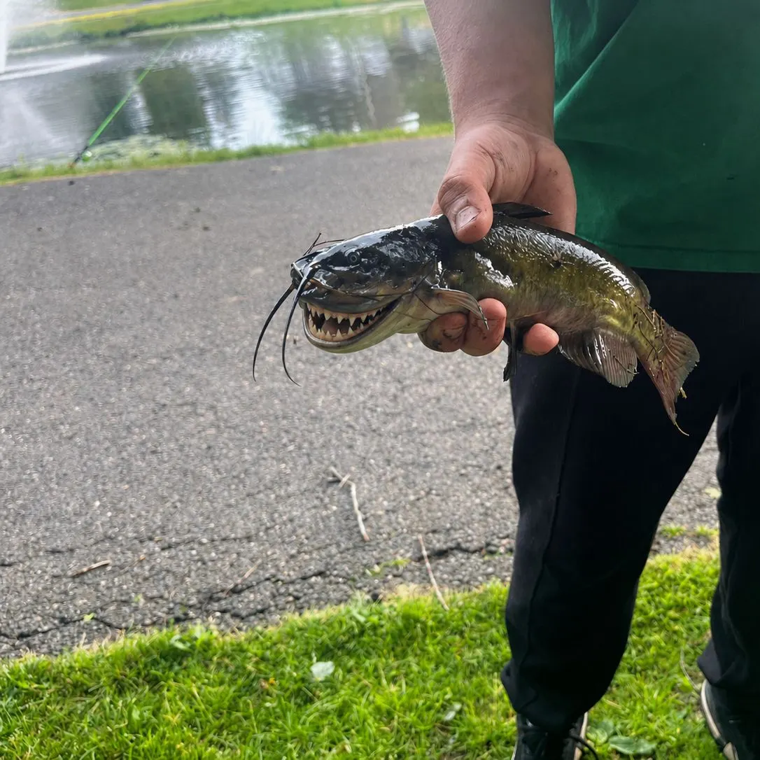 Black bullhead caught on Fishbrain