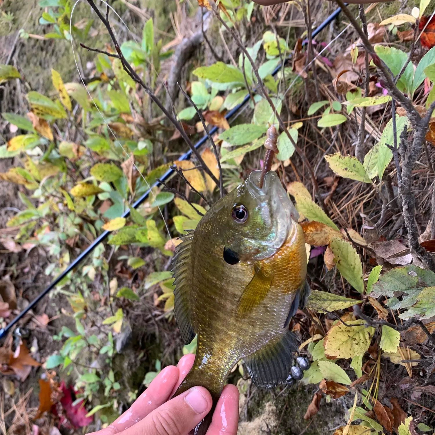 Bluegill caught on Fishbrain