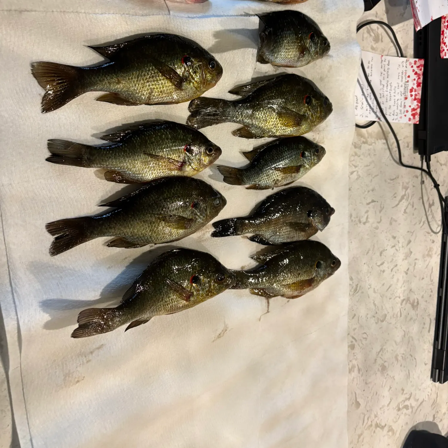 recently logged catches