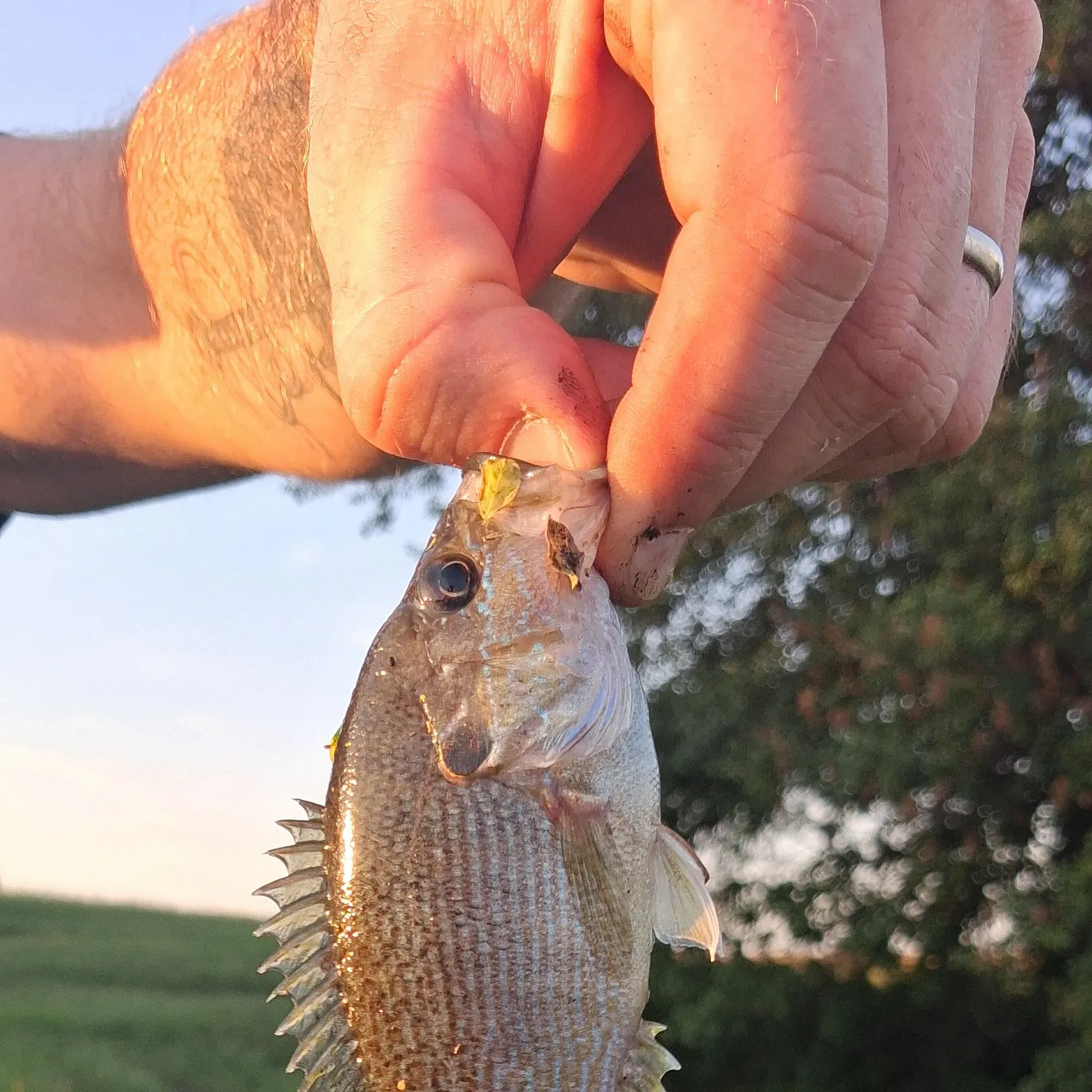 Green sunfish caught on Fishbrain