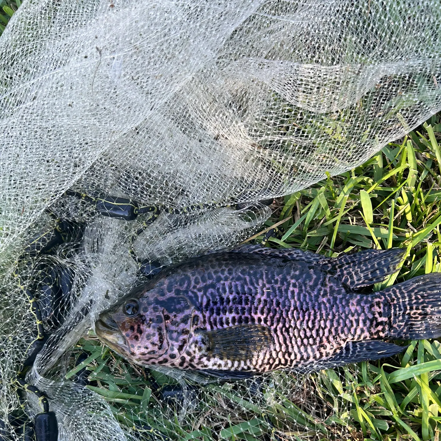 Jaguar cichlid caught on Fishbrain