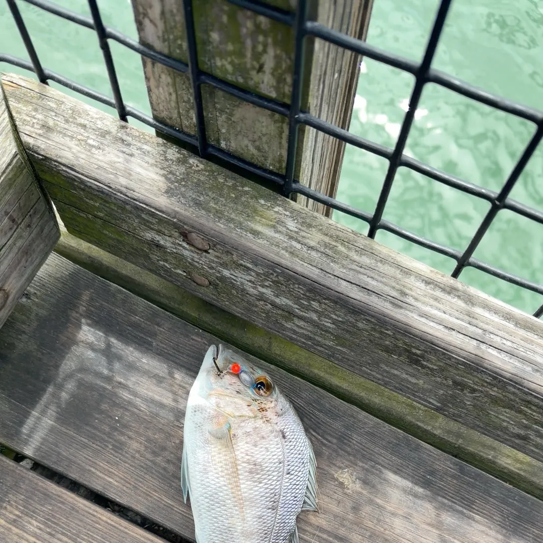 The most recent Knobbed Porgy catches on Fishbrain