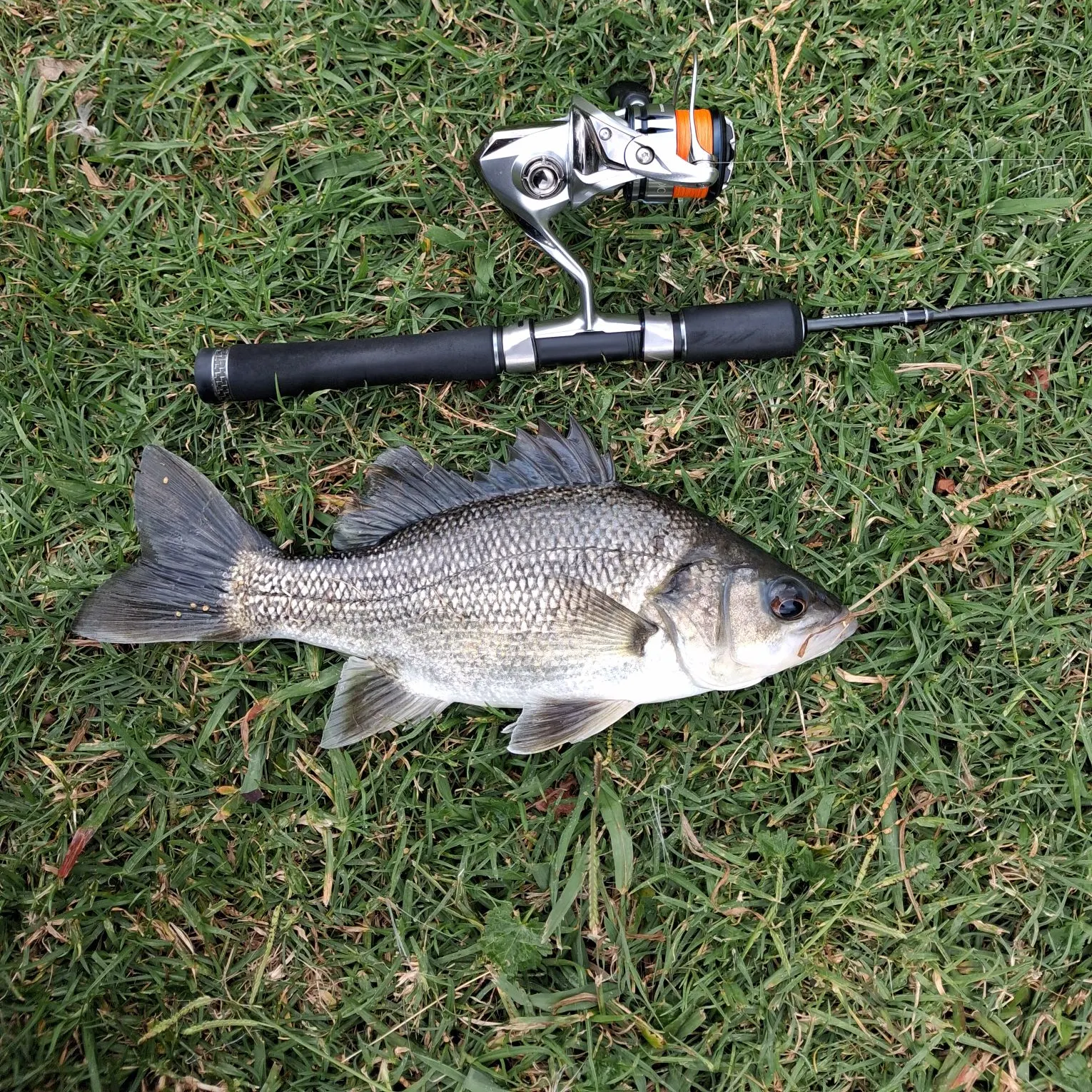 The most recent Australian bass catches on Fishbrain