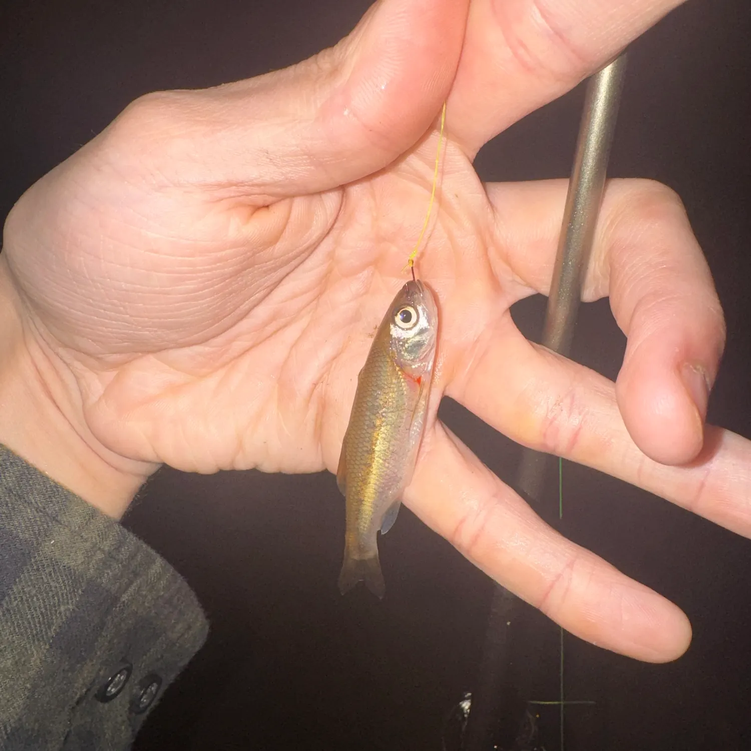 Rosyside dace caught on Fishbrain