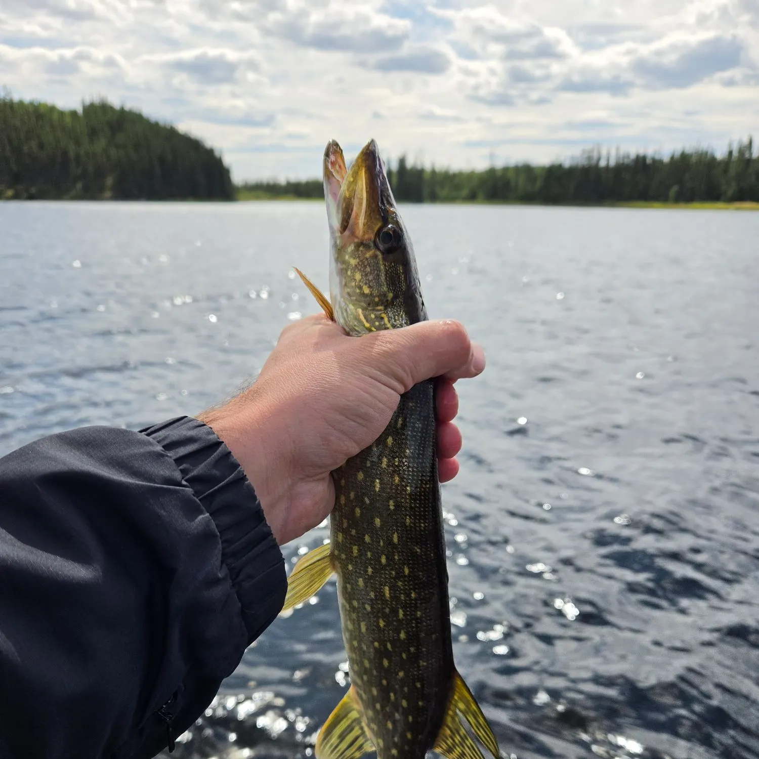 Northern pike caught on Fishbrain