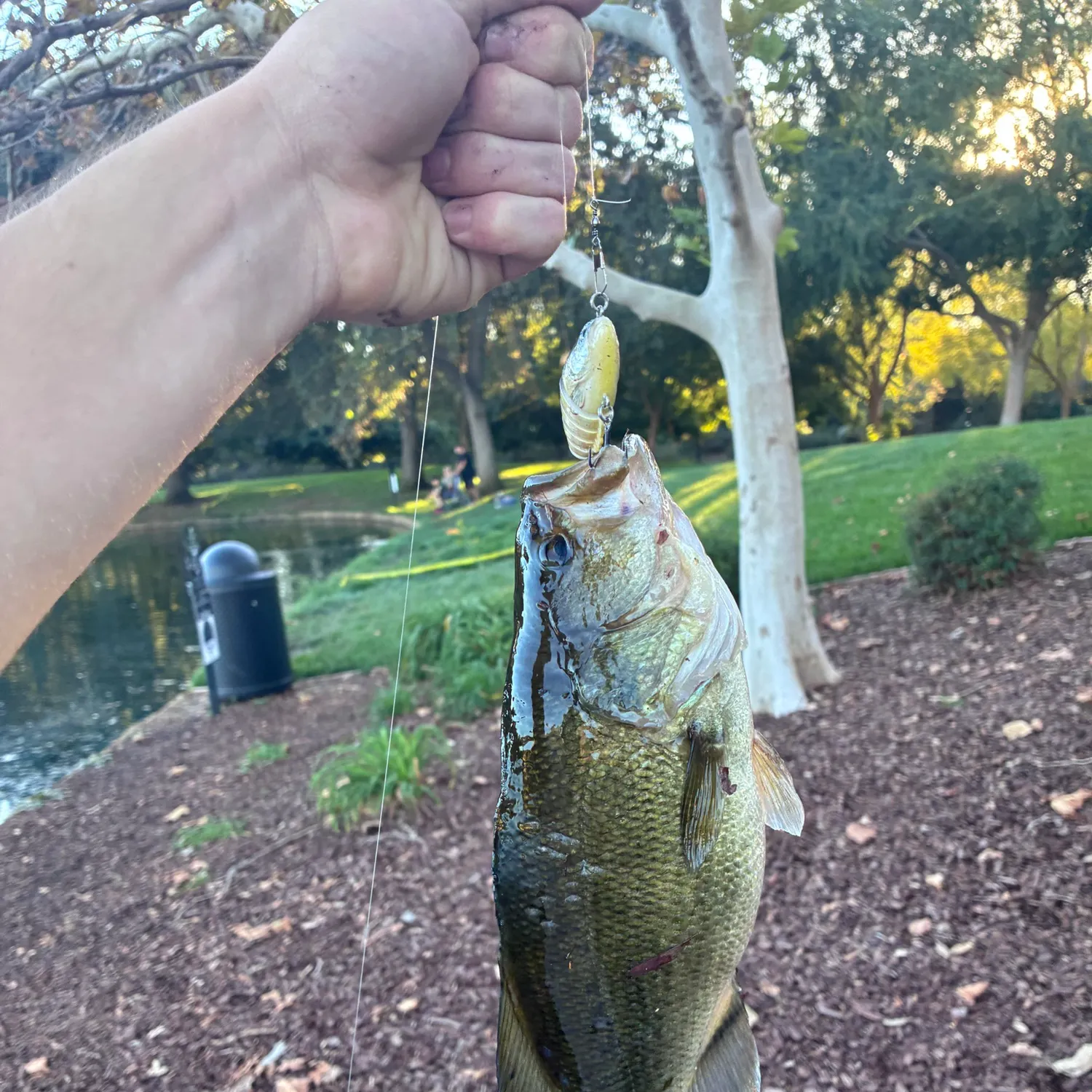 Largemouth bass caught on Fishbrain