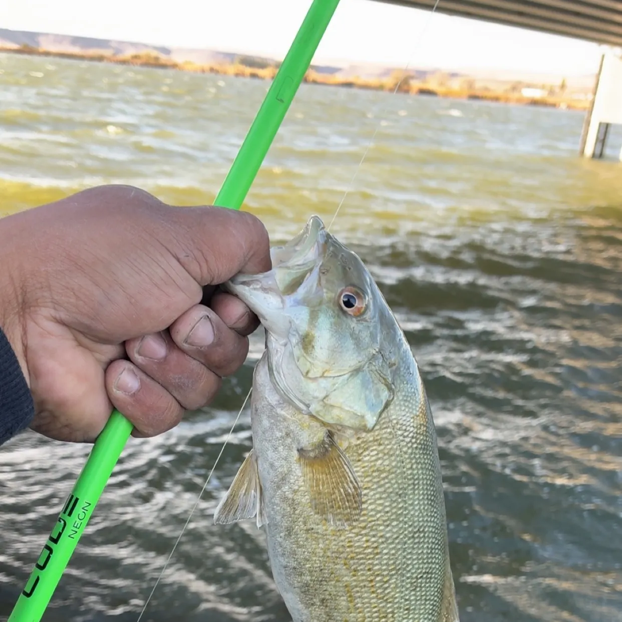 Smallmouth bass caught on Fishbrain