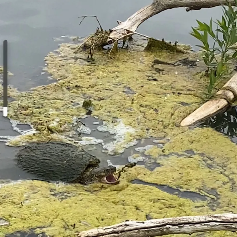 Common snapping turtle caught on Fishbrain