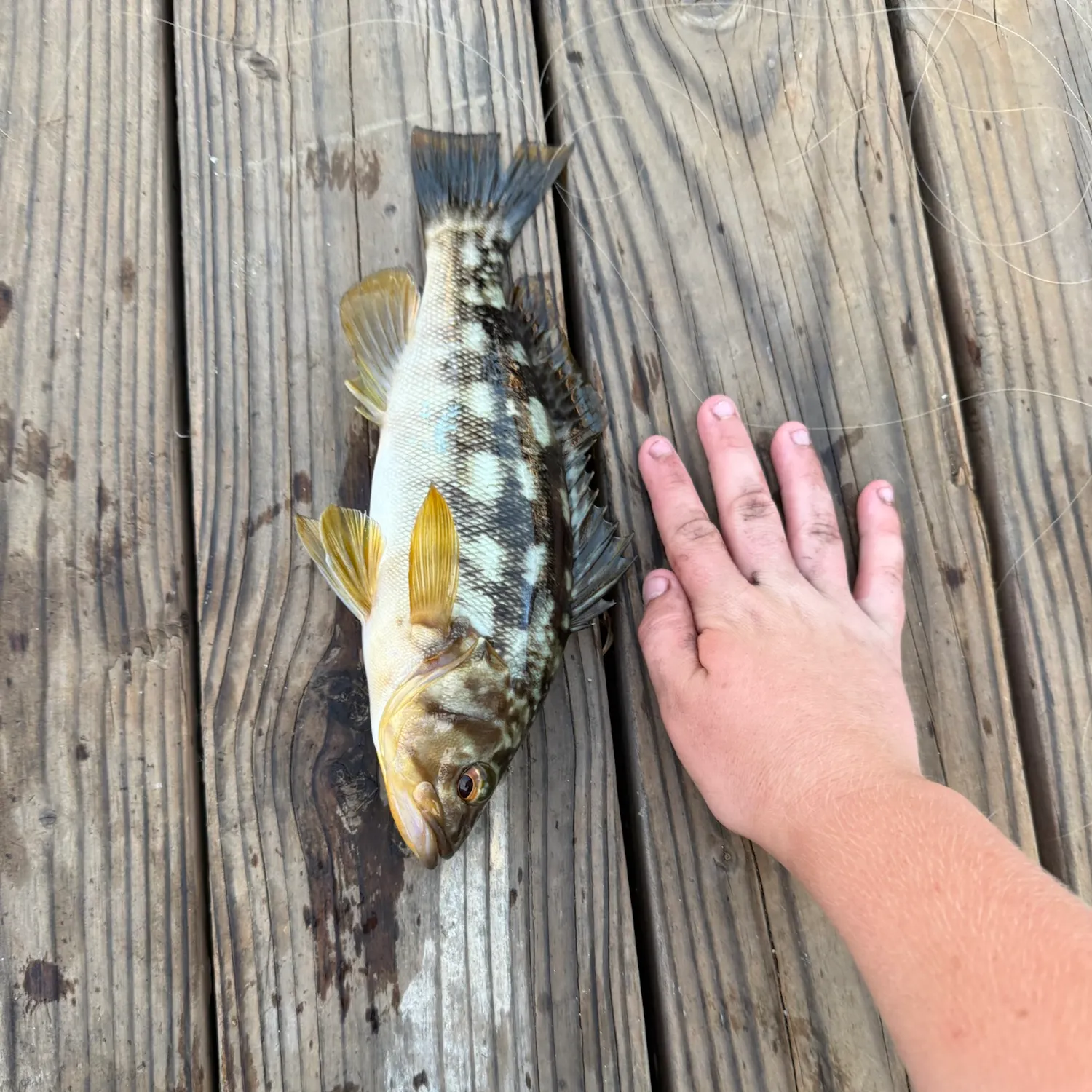 Kelp bass caught on Fishbrain