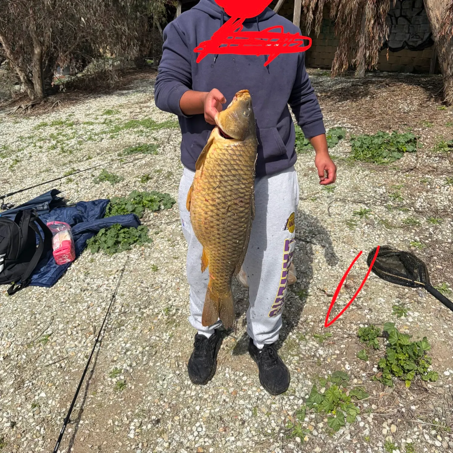 Common carp caught on Fishbrain