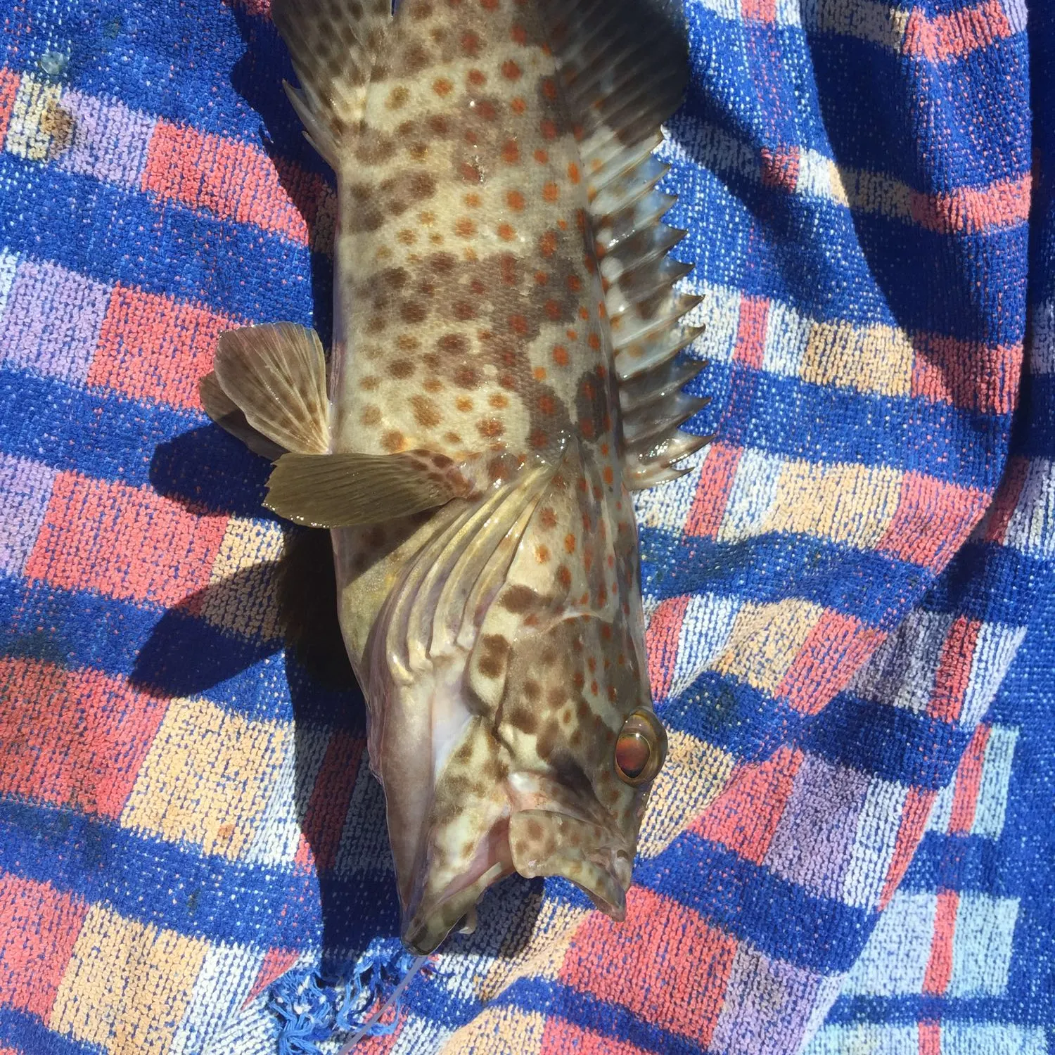 Clarence River cod caught on Fishbrain