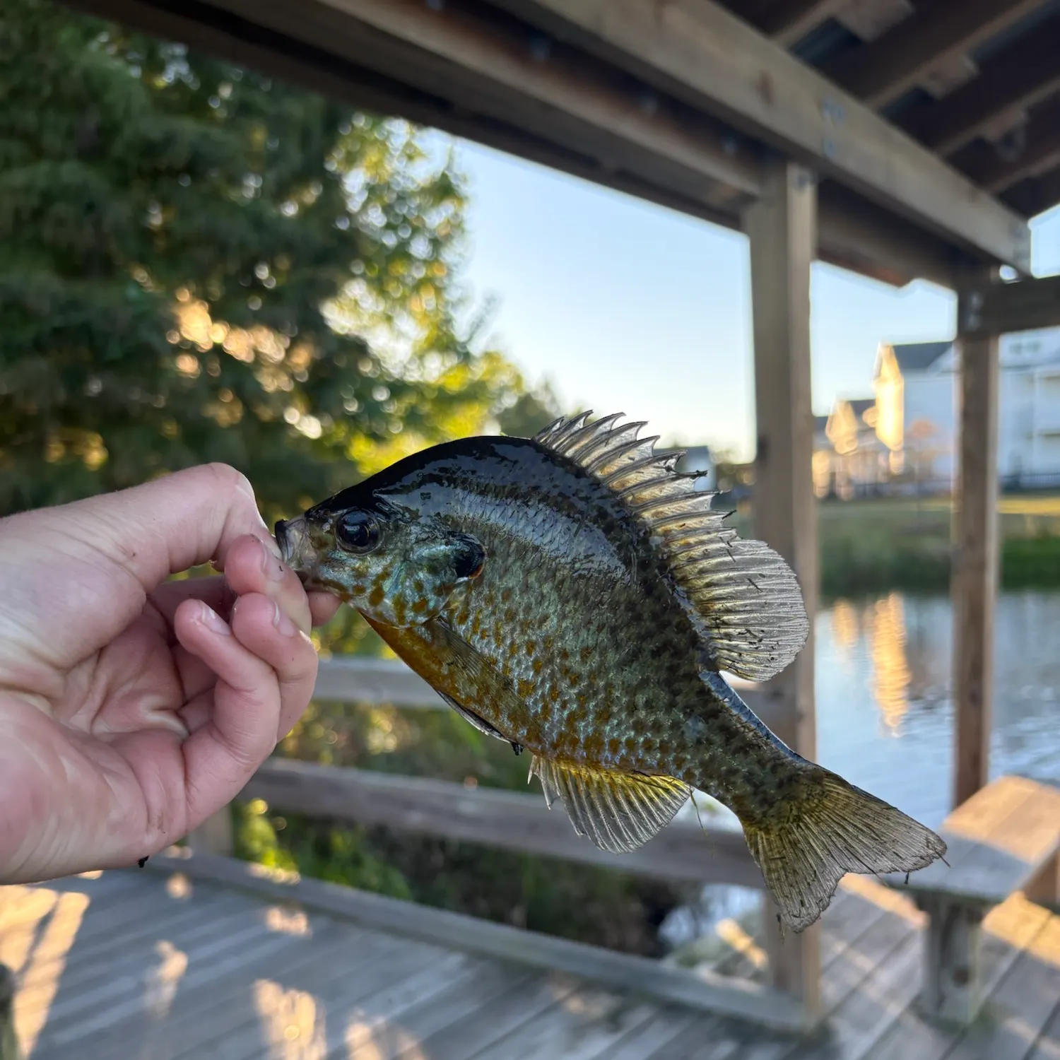 Greengill hybrid caught on Fishbrain