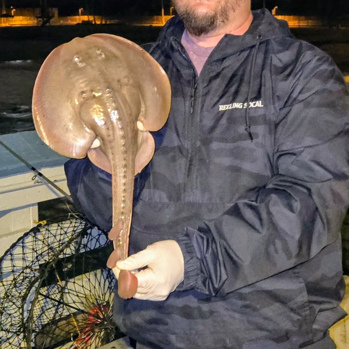 Thornback guitarfish caught on Fishbrain