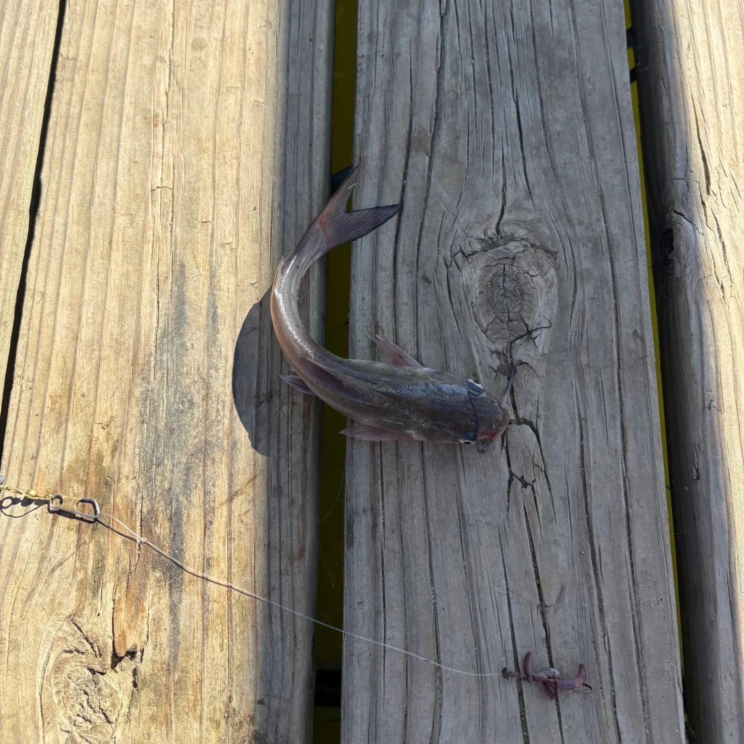 Channel catfish caught on Fishbrain