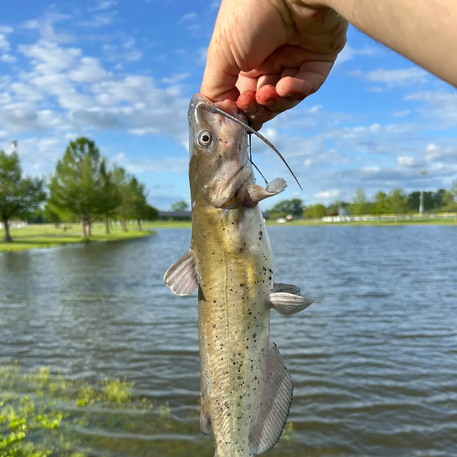 catch