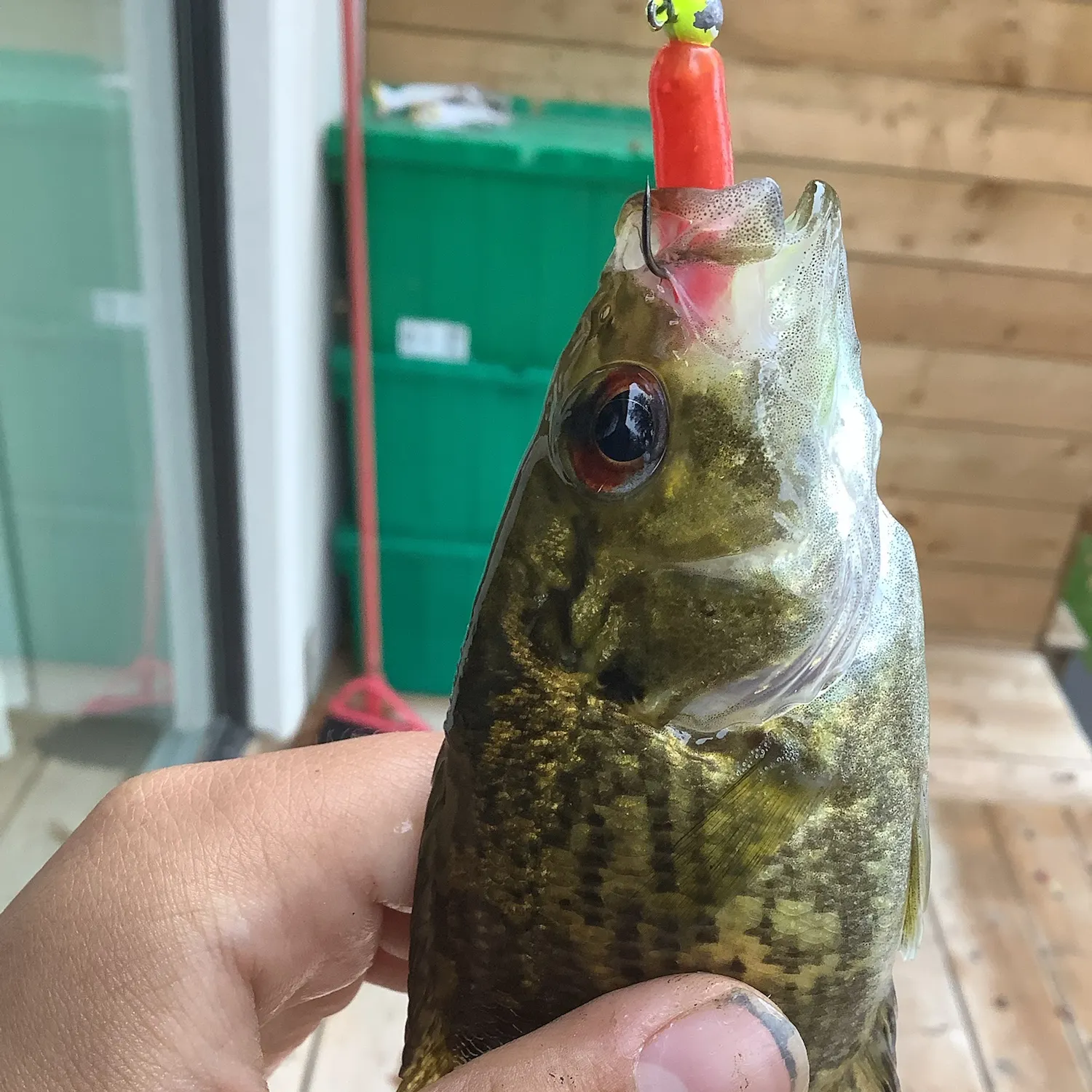 Rock bass caught on Fishbrain