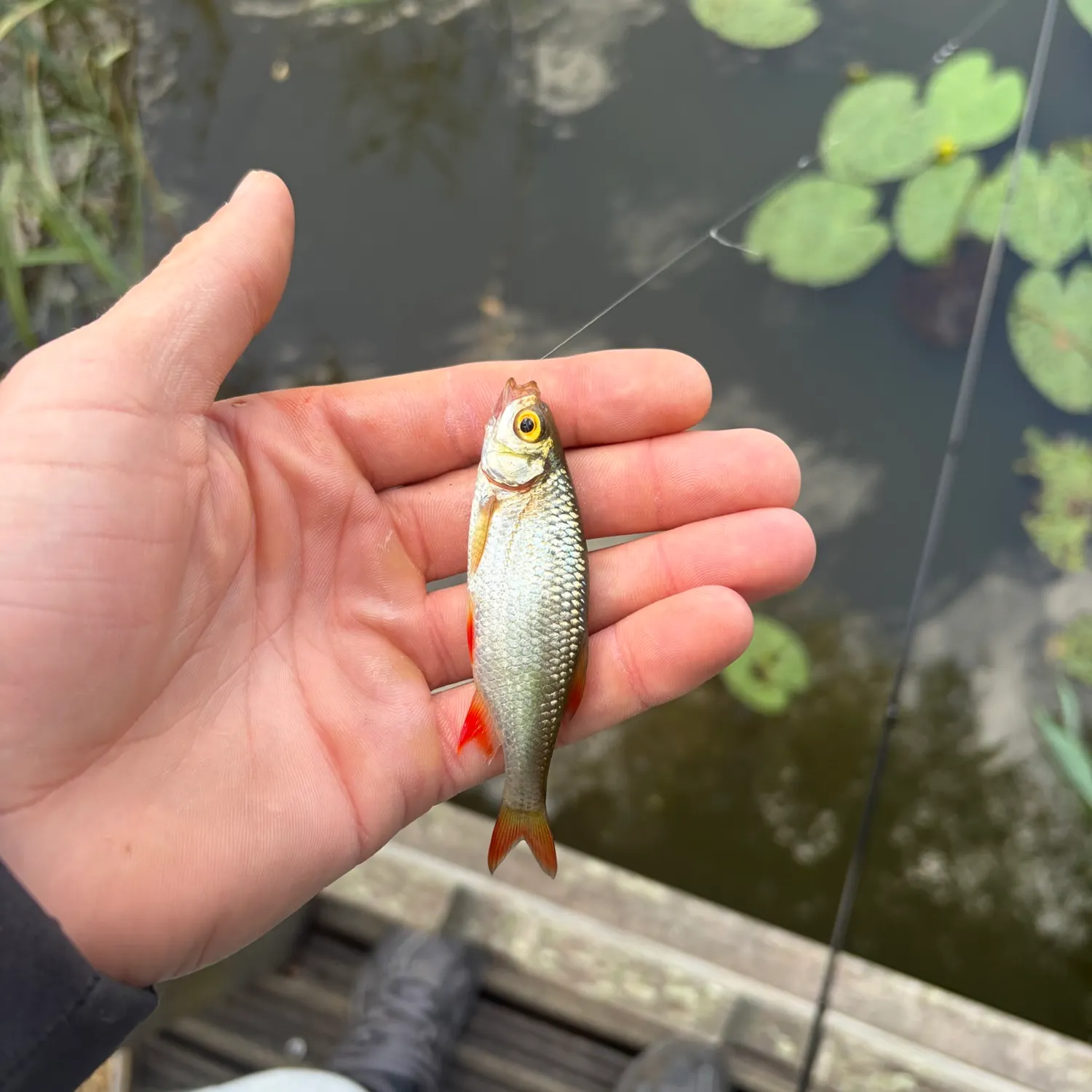 Common roach caught on Fishbrain