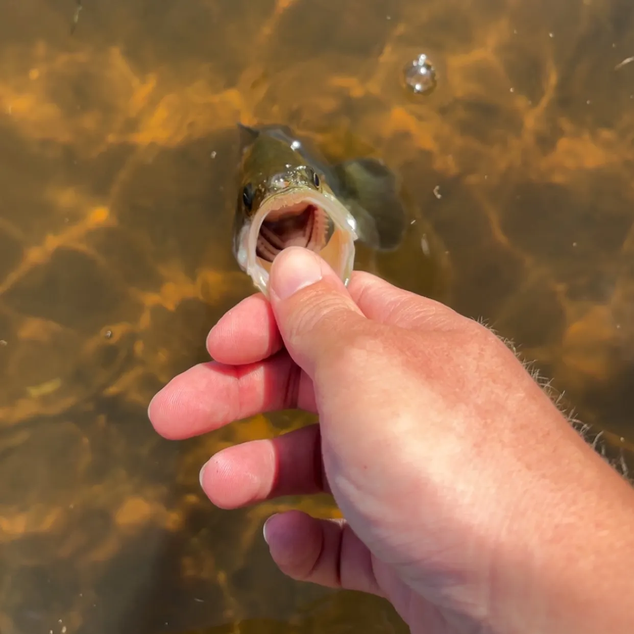 Largemouth bass caught on Fishbrain