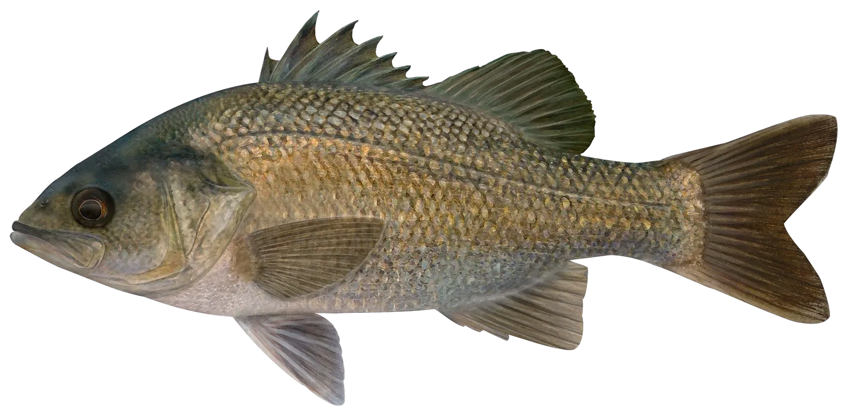 Australian bass