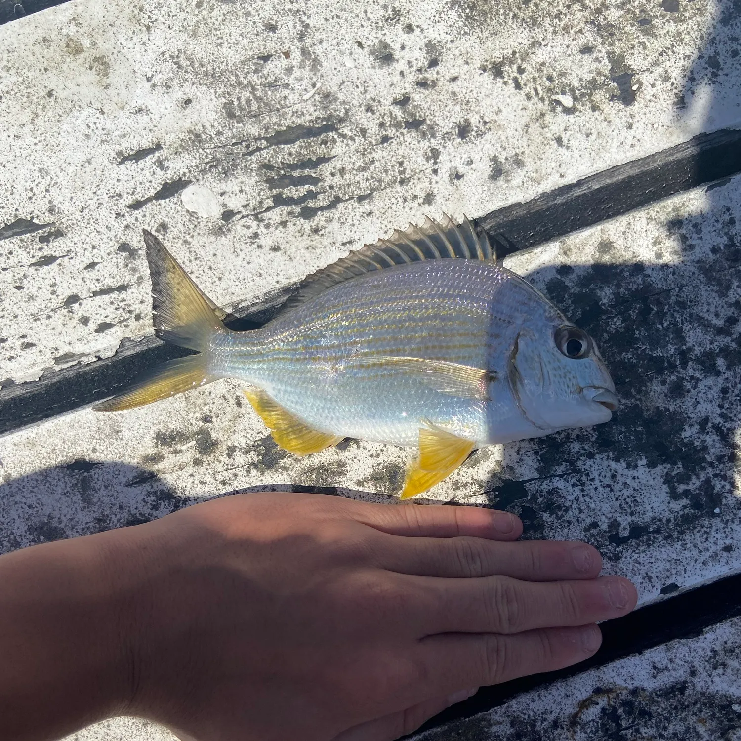 Surf bream caught on Fishbrain