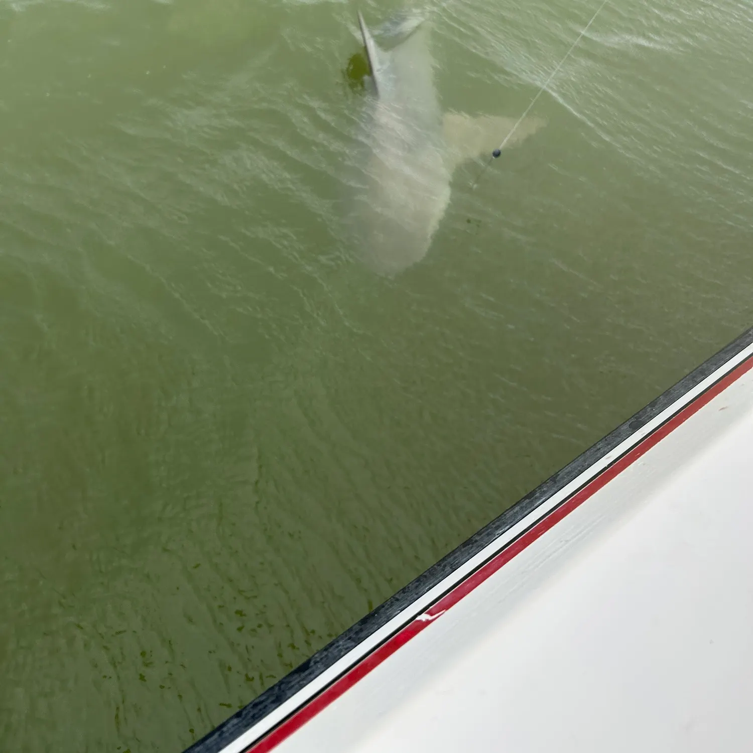 The most recent Bull shark catches on Fishbrain