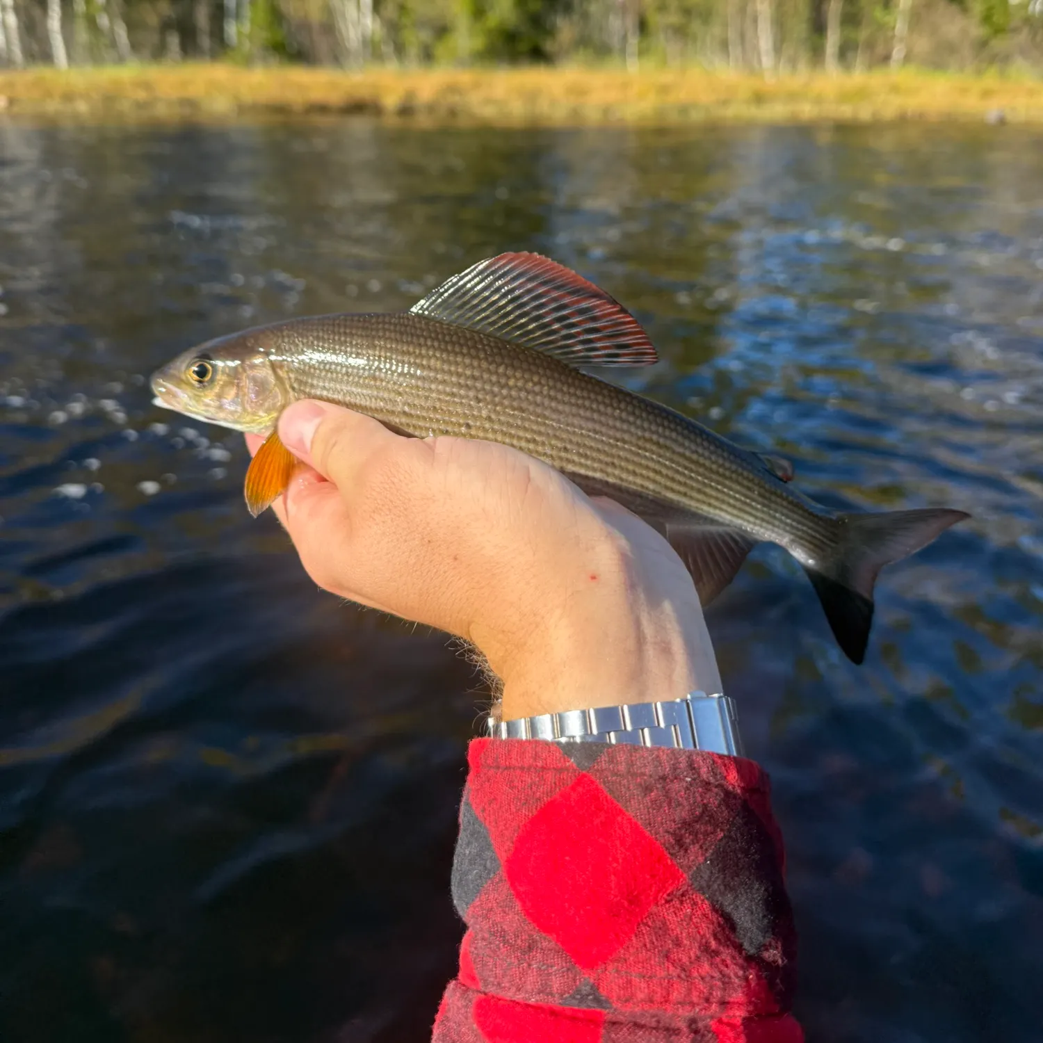 The most recent European grayling catches on Fishbrain