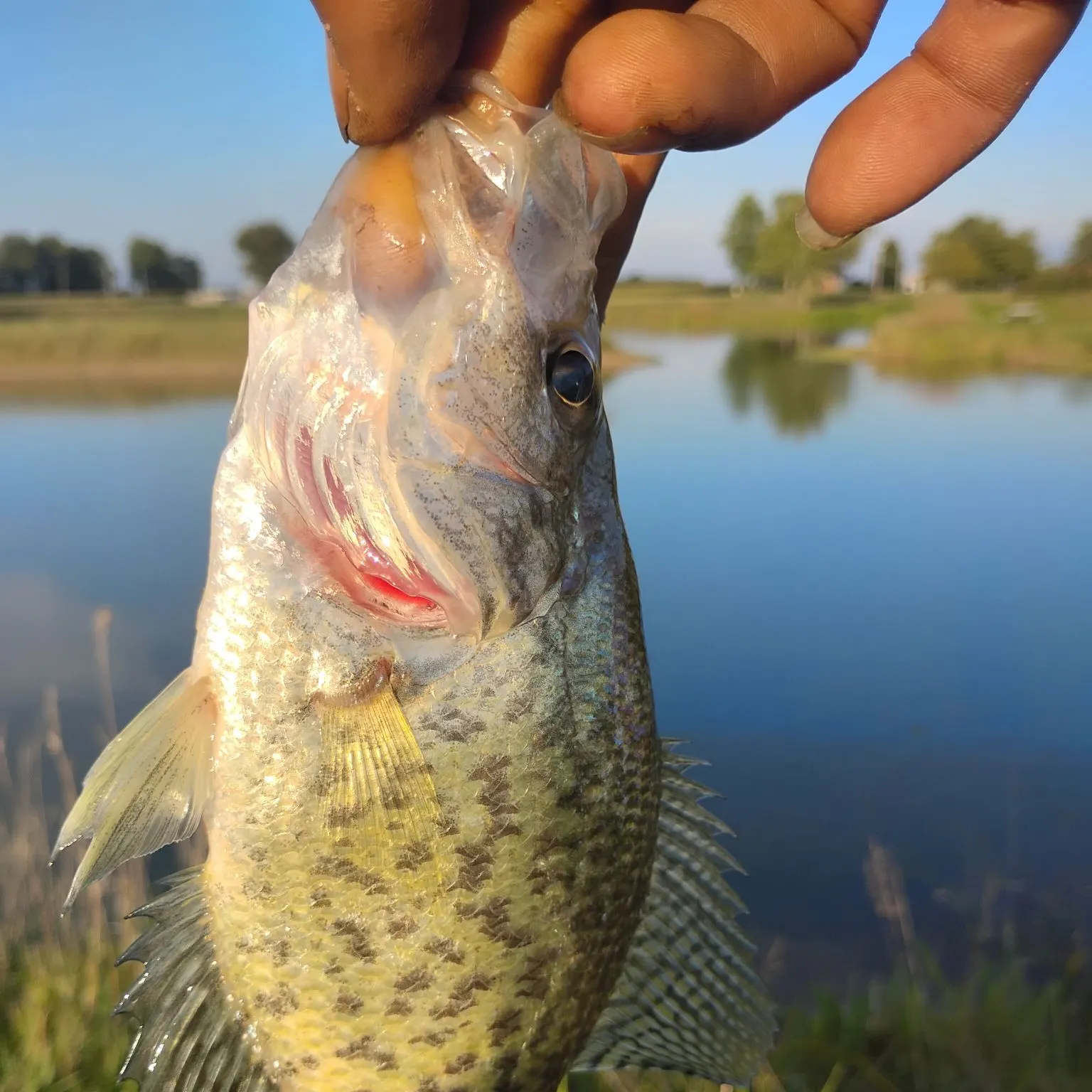 White crappie caught on Fishbrain