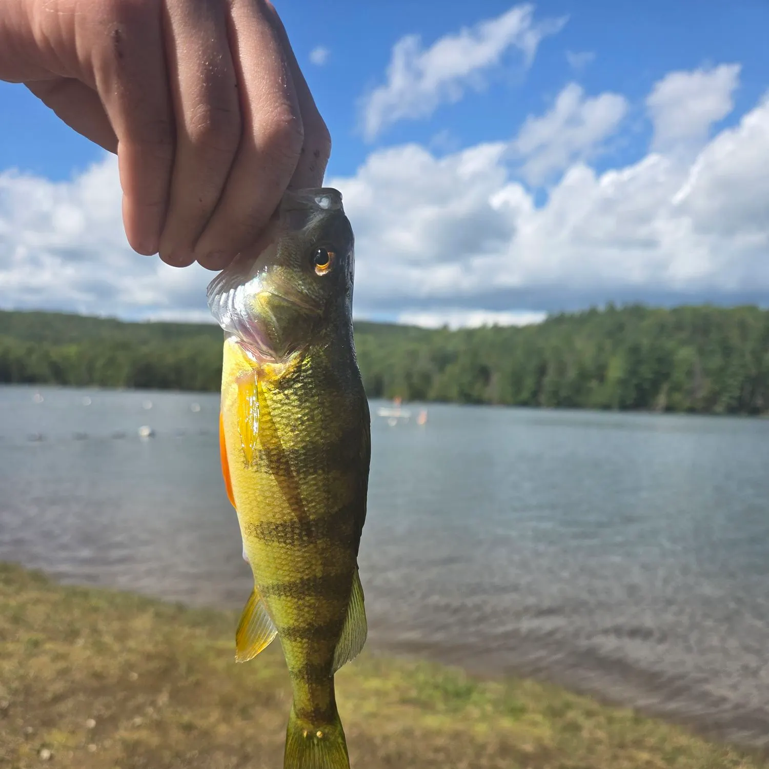Yellow perch caught on Fishbrain