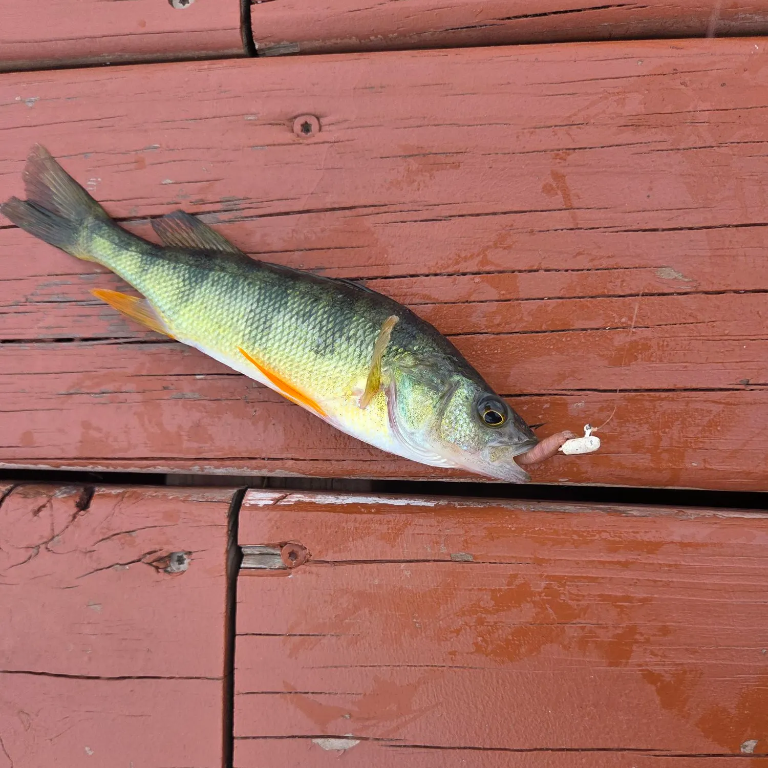 Yellow perch caught on Fishbrain
