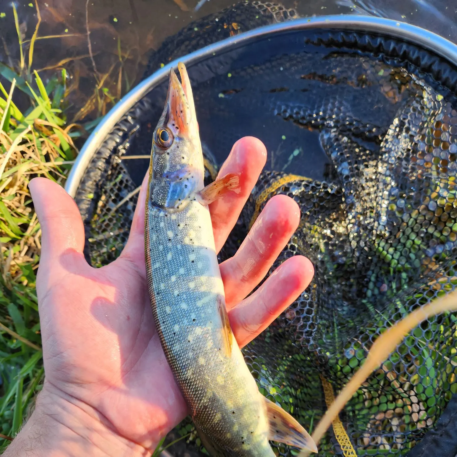 Northern pike caught on Fishbrain