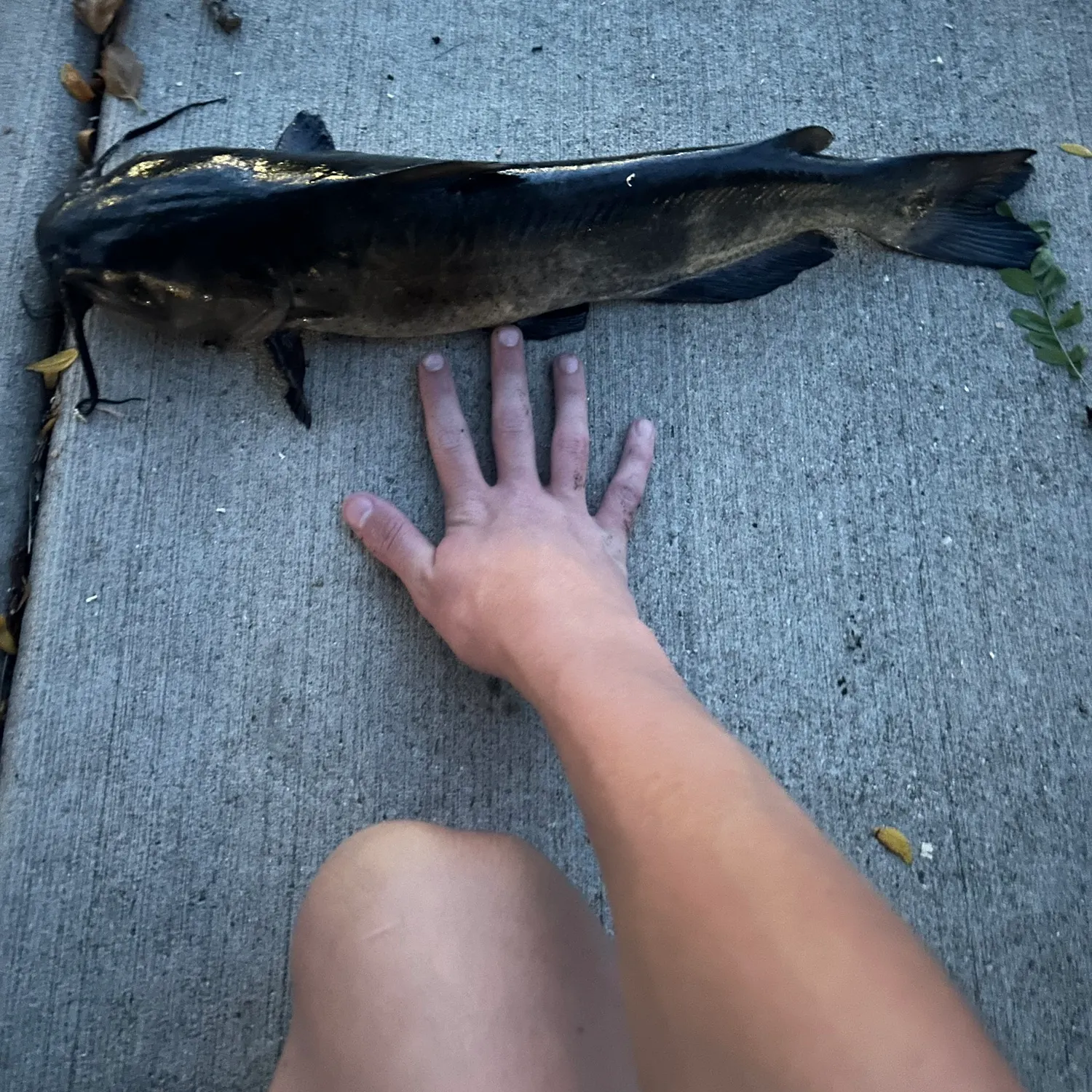 Channel catfish caught on Fishbrain