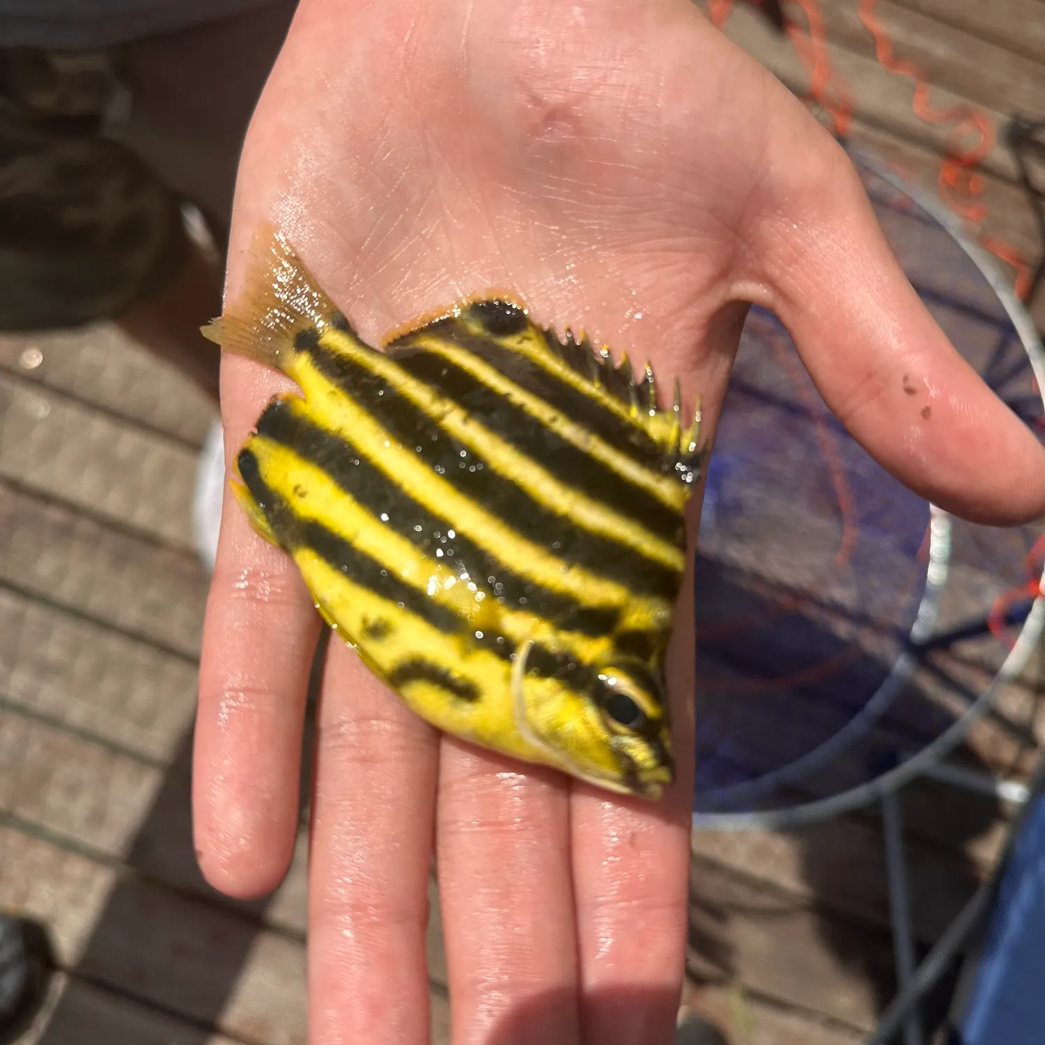 The most recent Stripey catches on Fishbrain