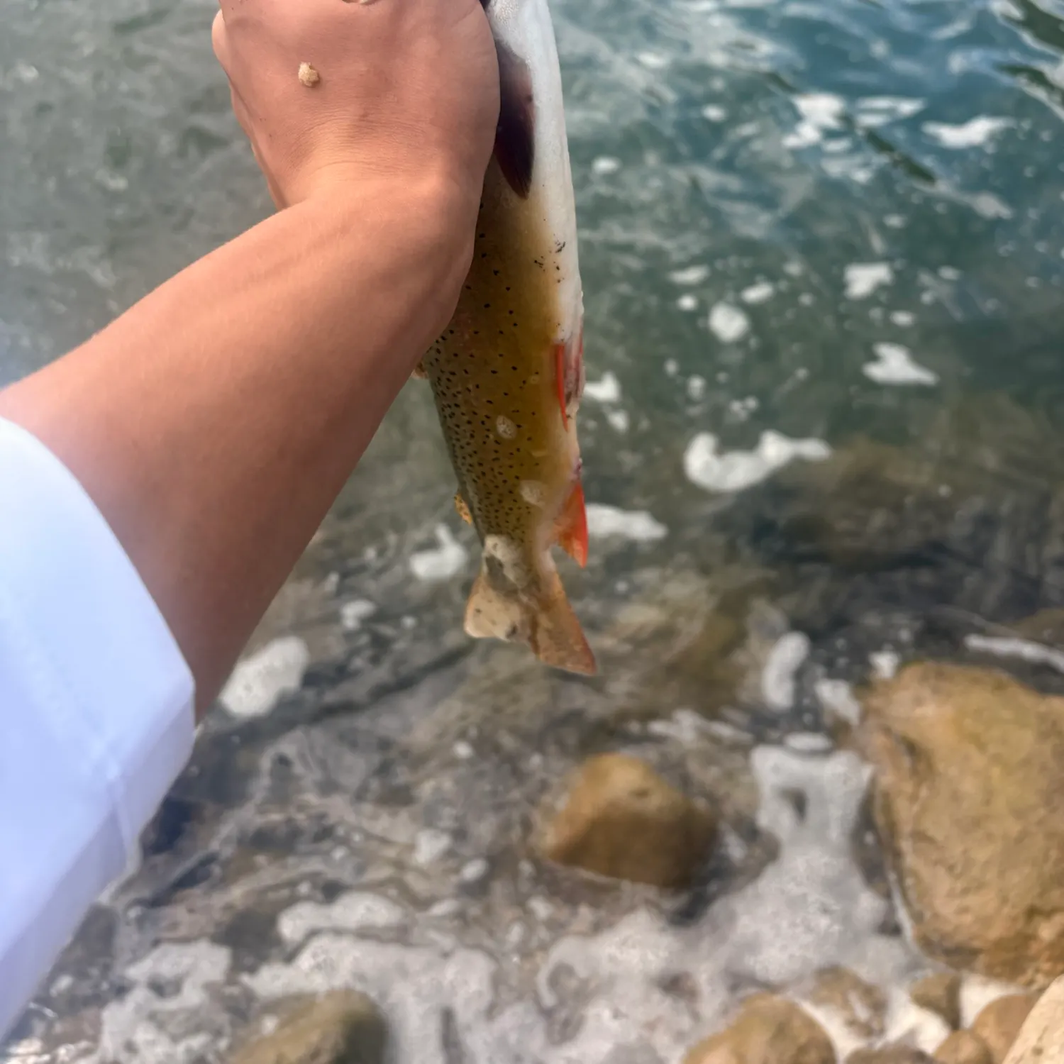 Cutthroat trout caught on Fishbrain
