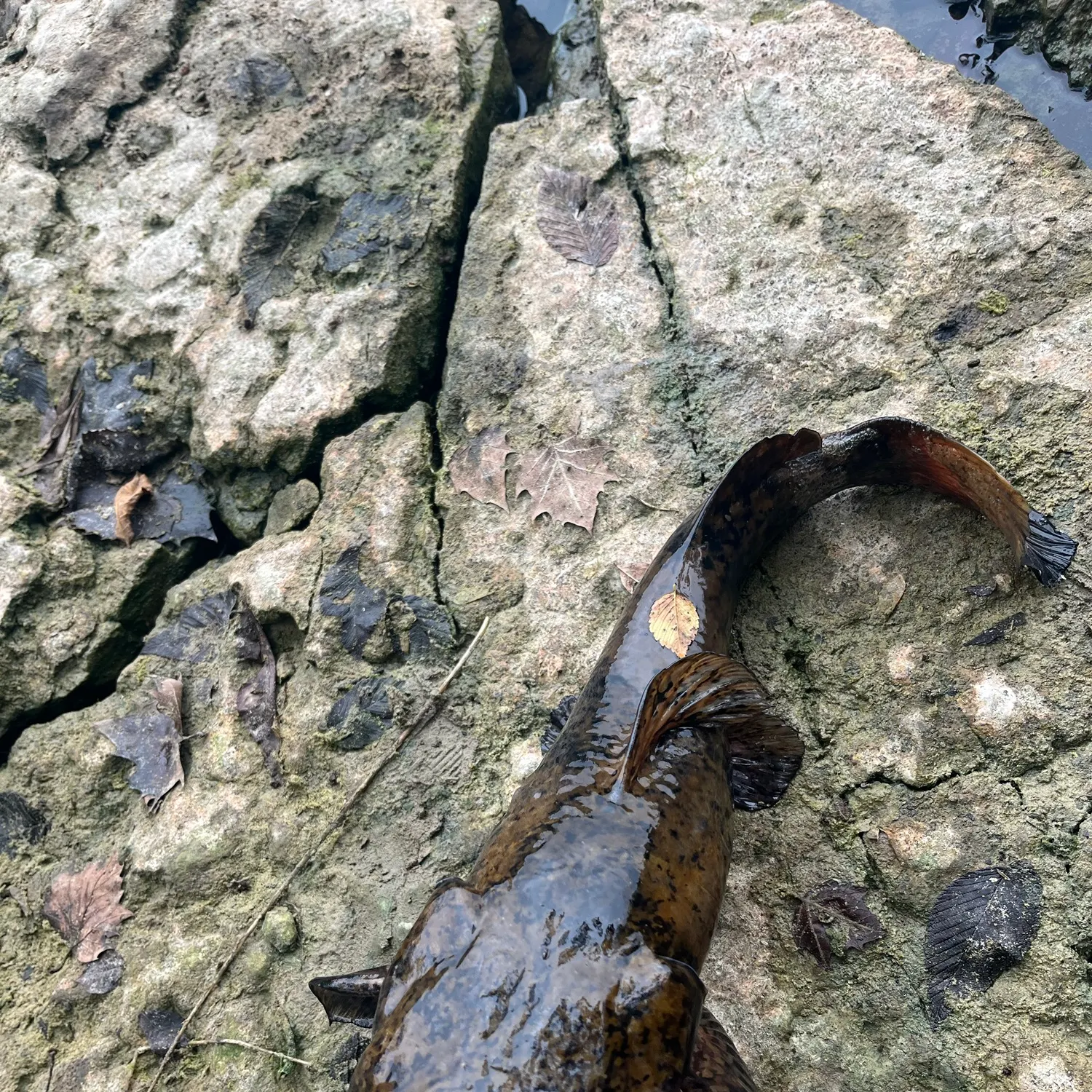 Fish caught on Fishbrain