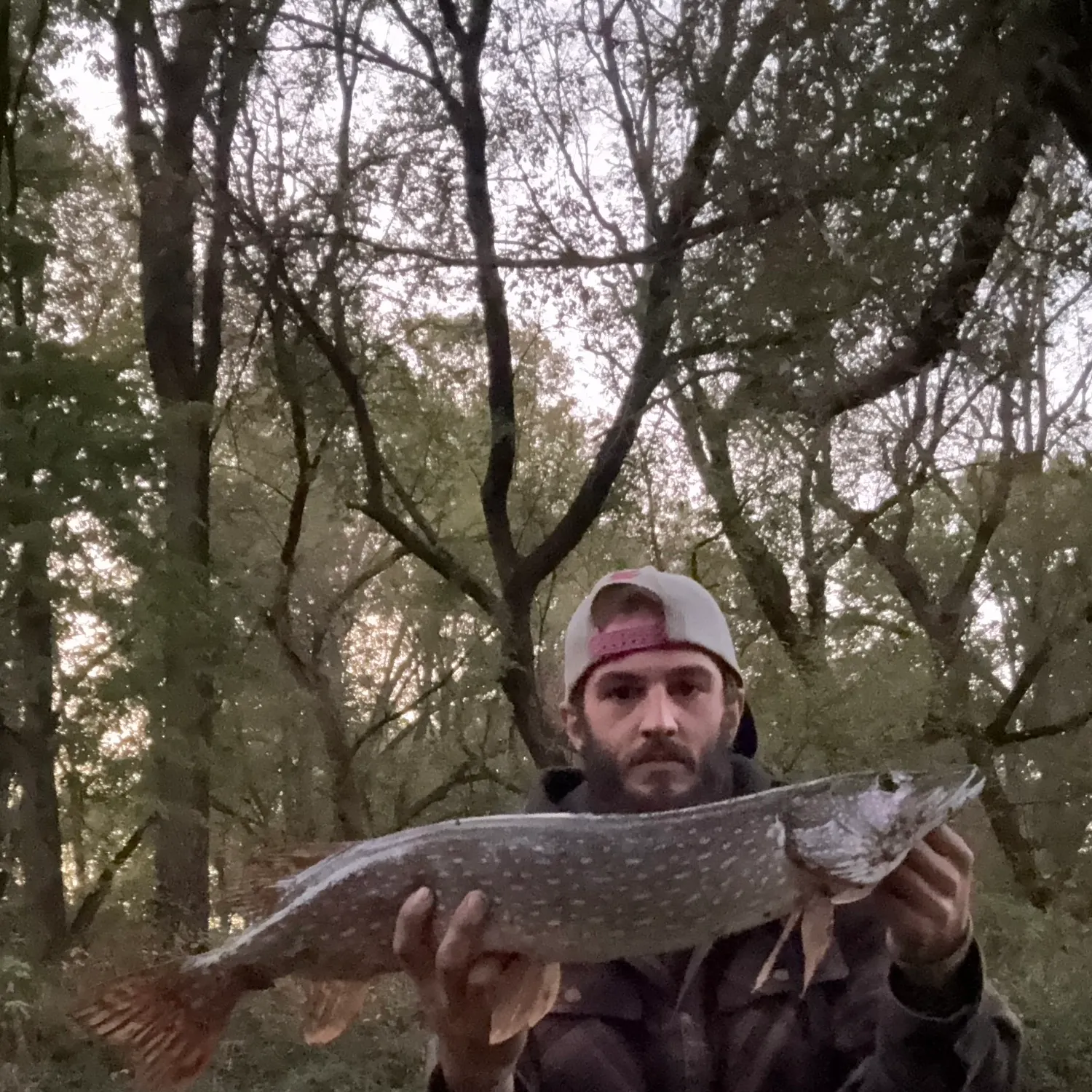 Northern pike caught on Fishbrain