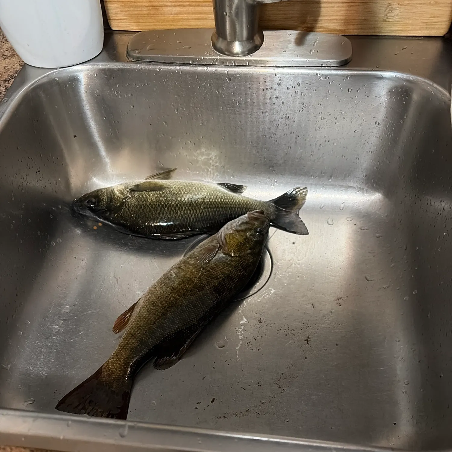 Fish caught on Fishbrain