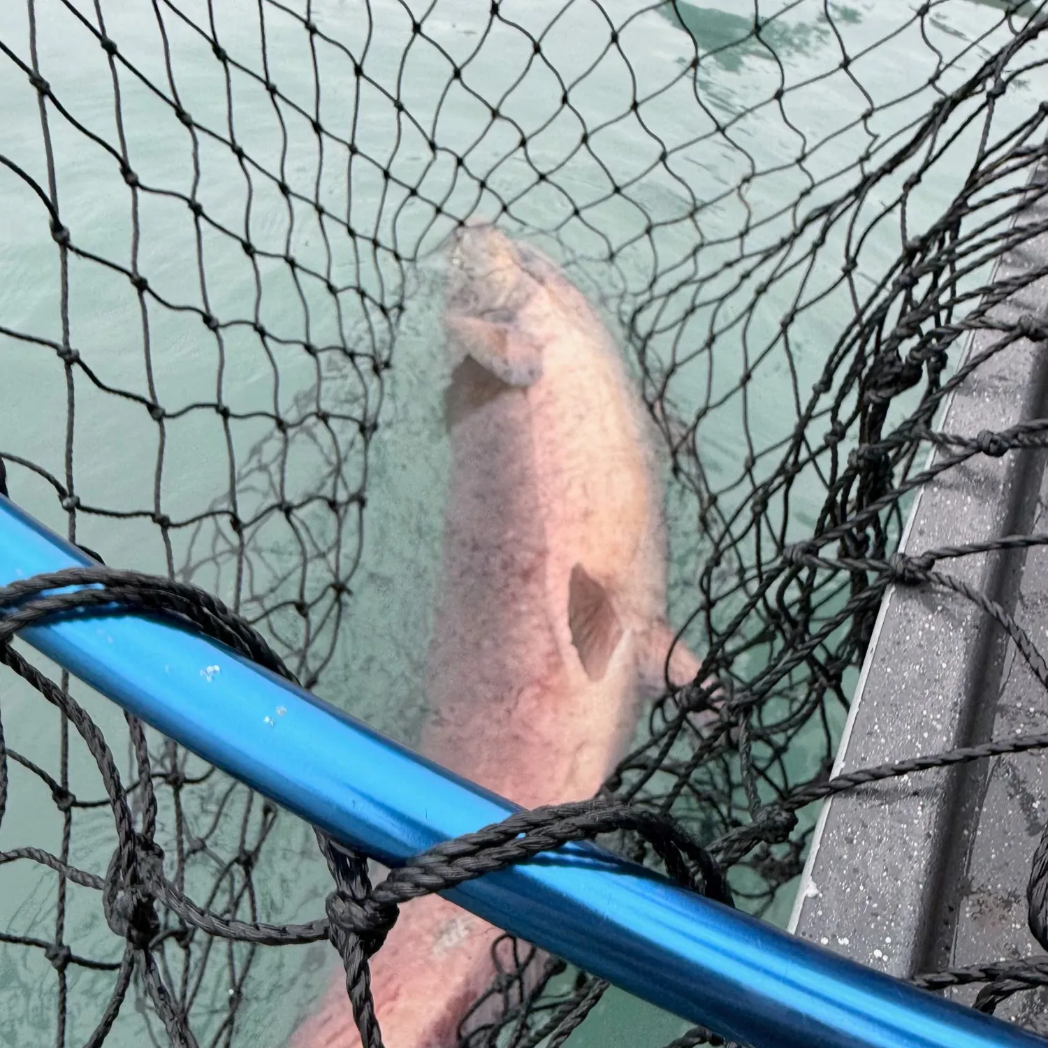 Chinook salmon caught on Fishbrain
