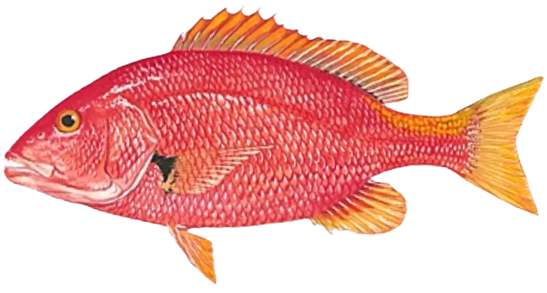 Blackfin snapper