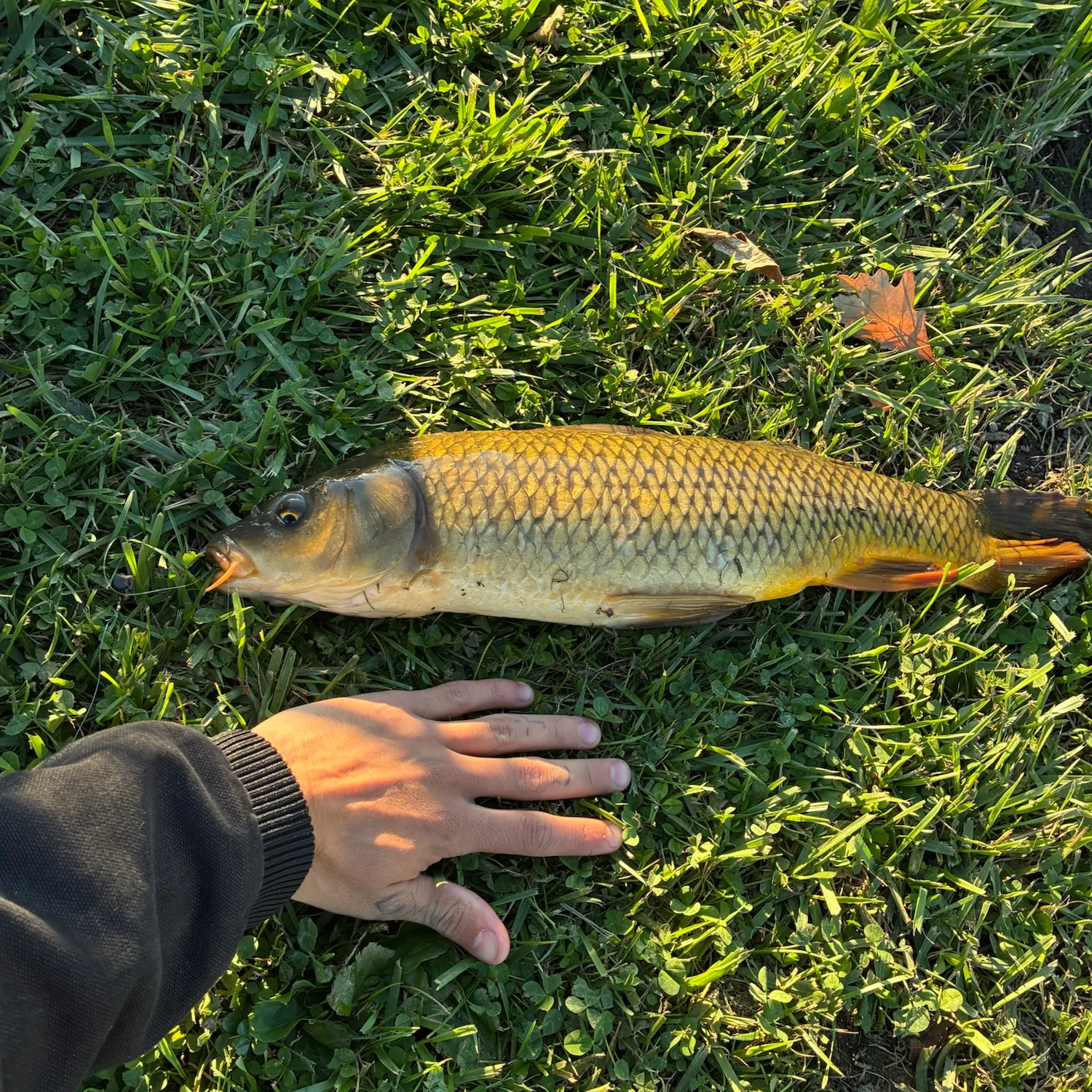 Common carp caught on Fishbrain