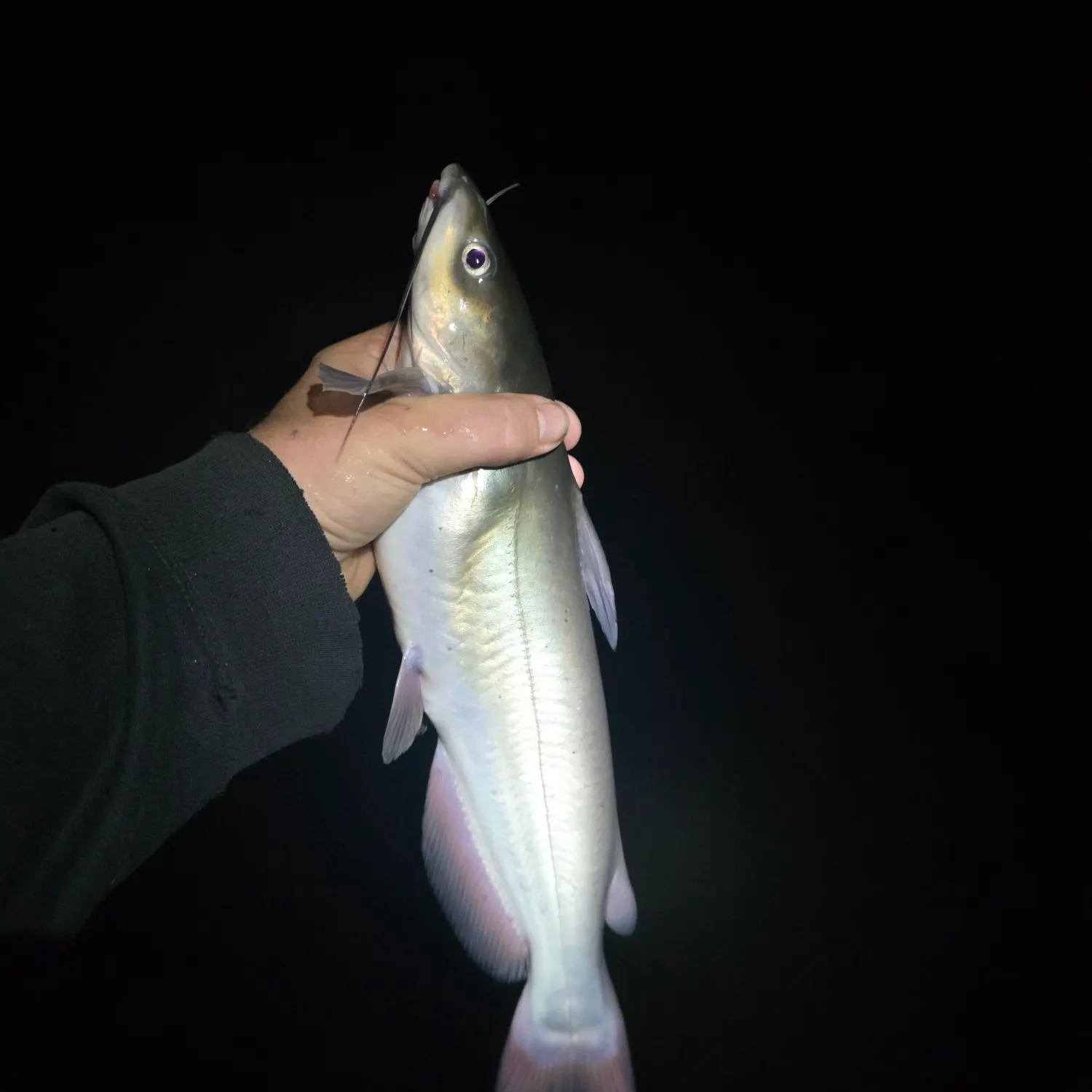 Channel catfish caught on Fishbrain