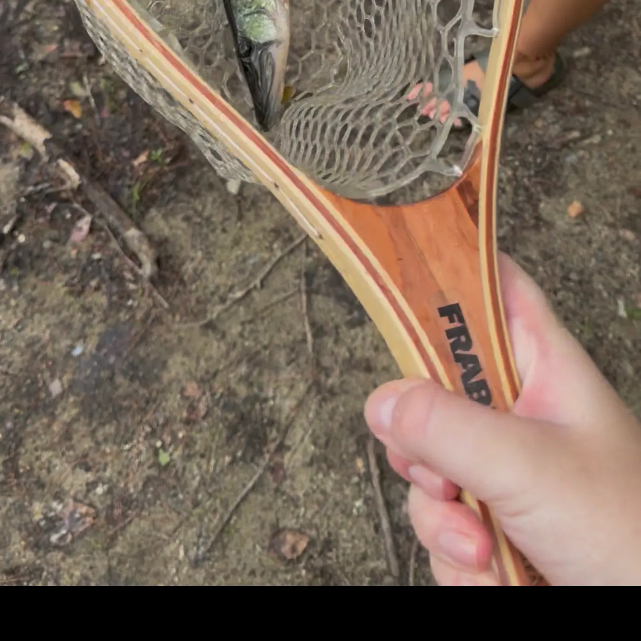 Chain pickerel caught on Fishbrain