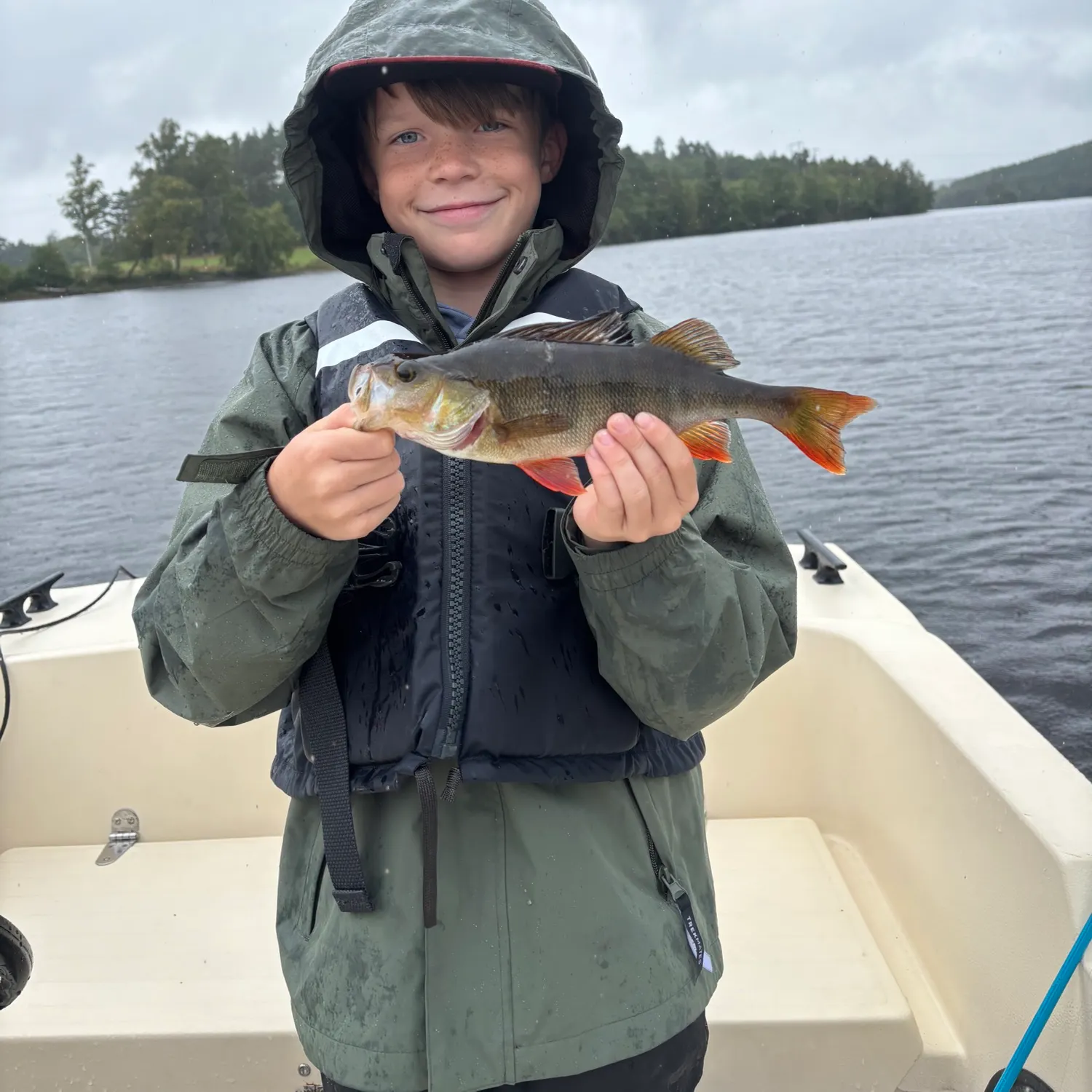 European perch caught on Fishbrain