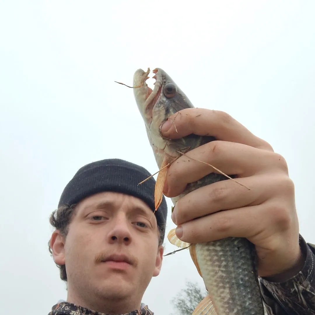 The most recent Trahira catches on Fishbrain
