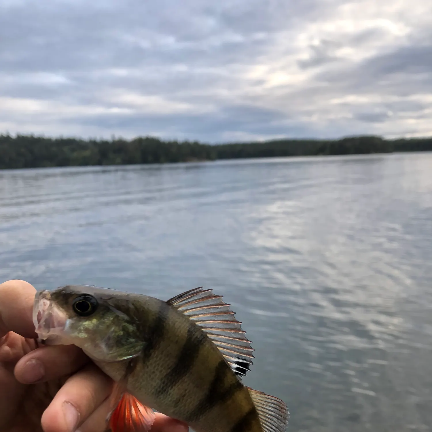 The most recent European perch catches on Fishbrain