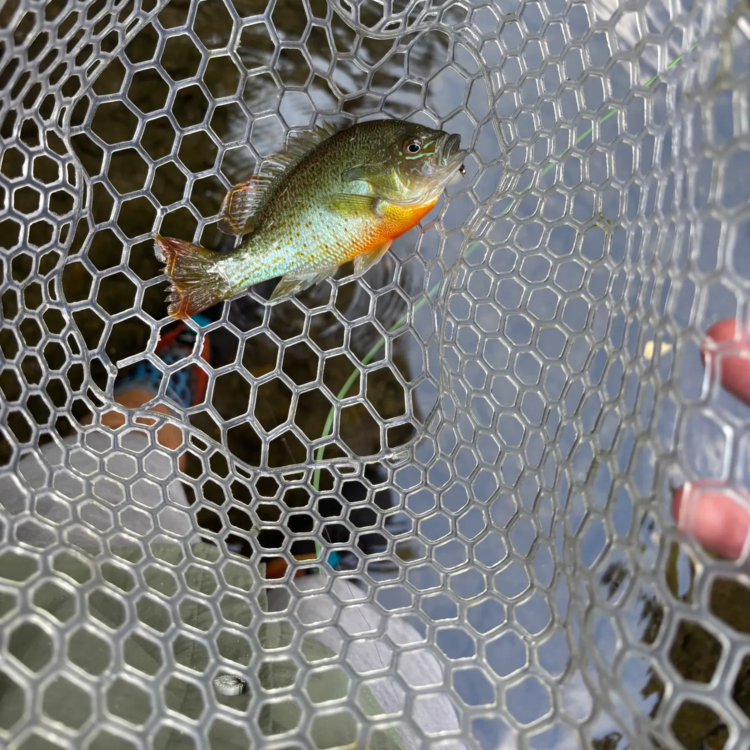 Redbreast sunfish caught on Fishbrain